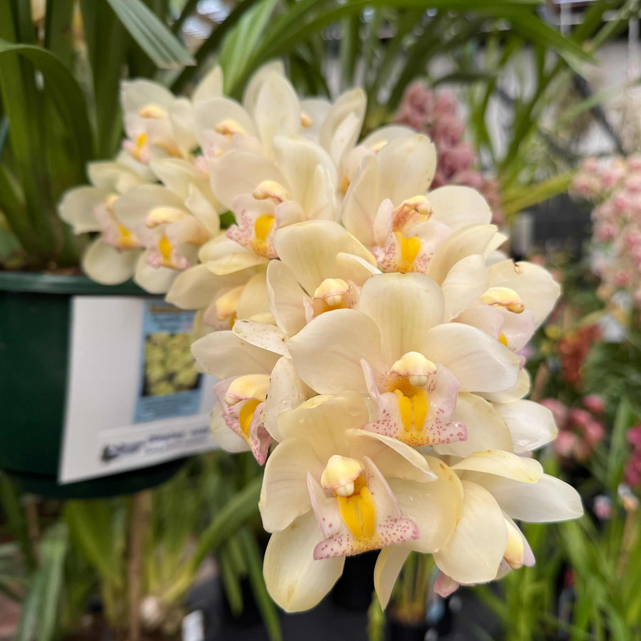 Cymbidium Paradisian Choice 'Dreamer'