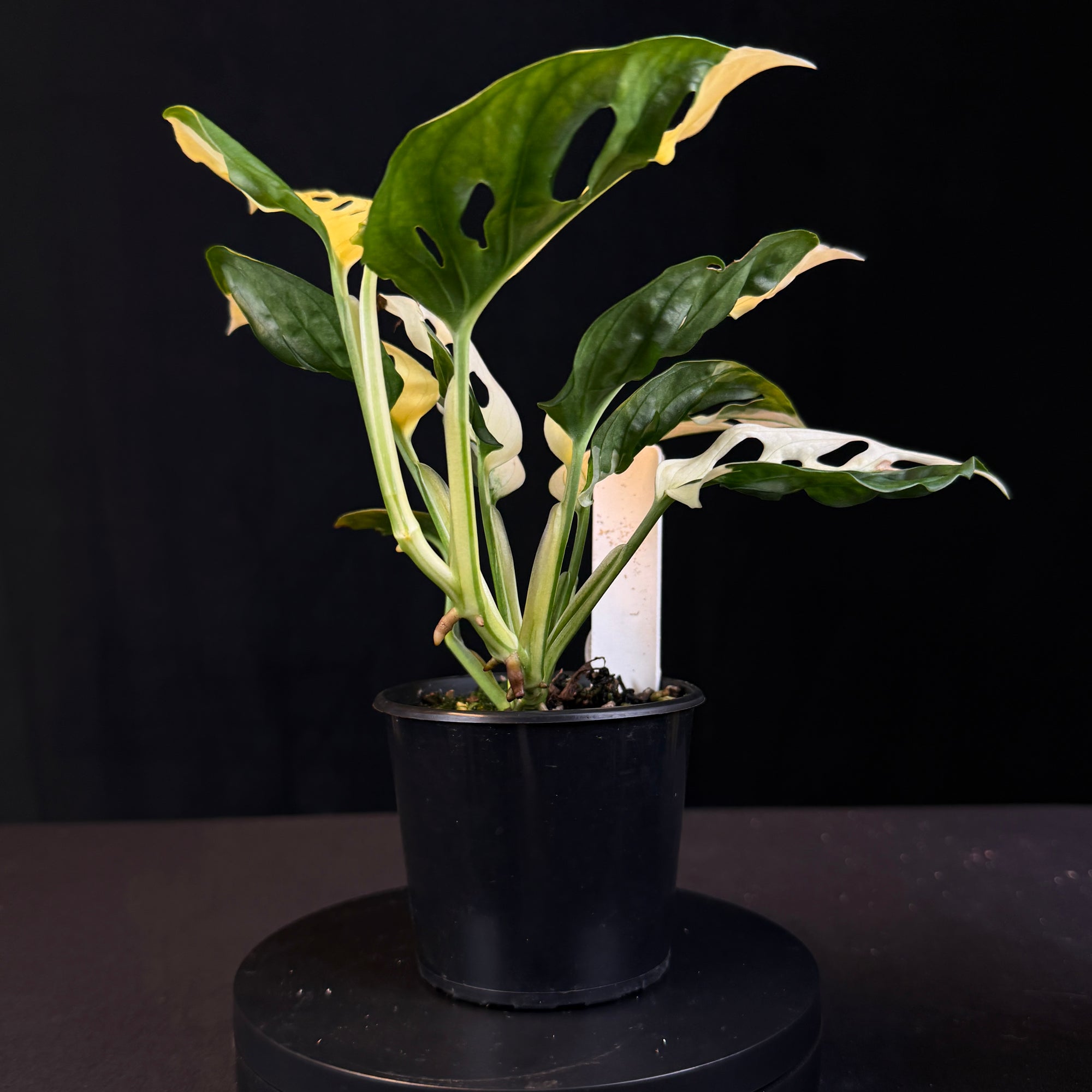 variegated monstera adansonii australia Monstera adansonii Variegated – Extreme Variegation (One Only) – Collectors Online
