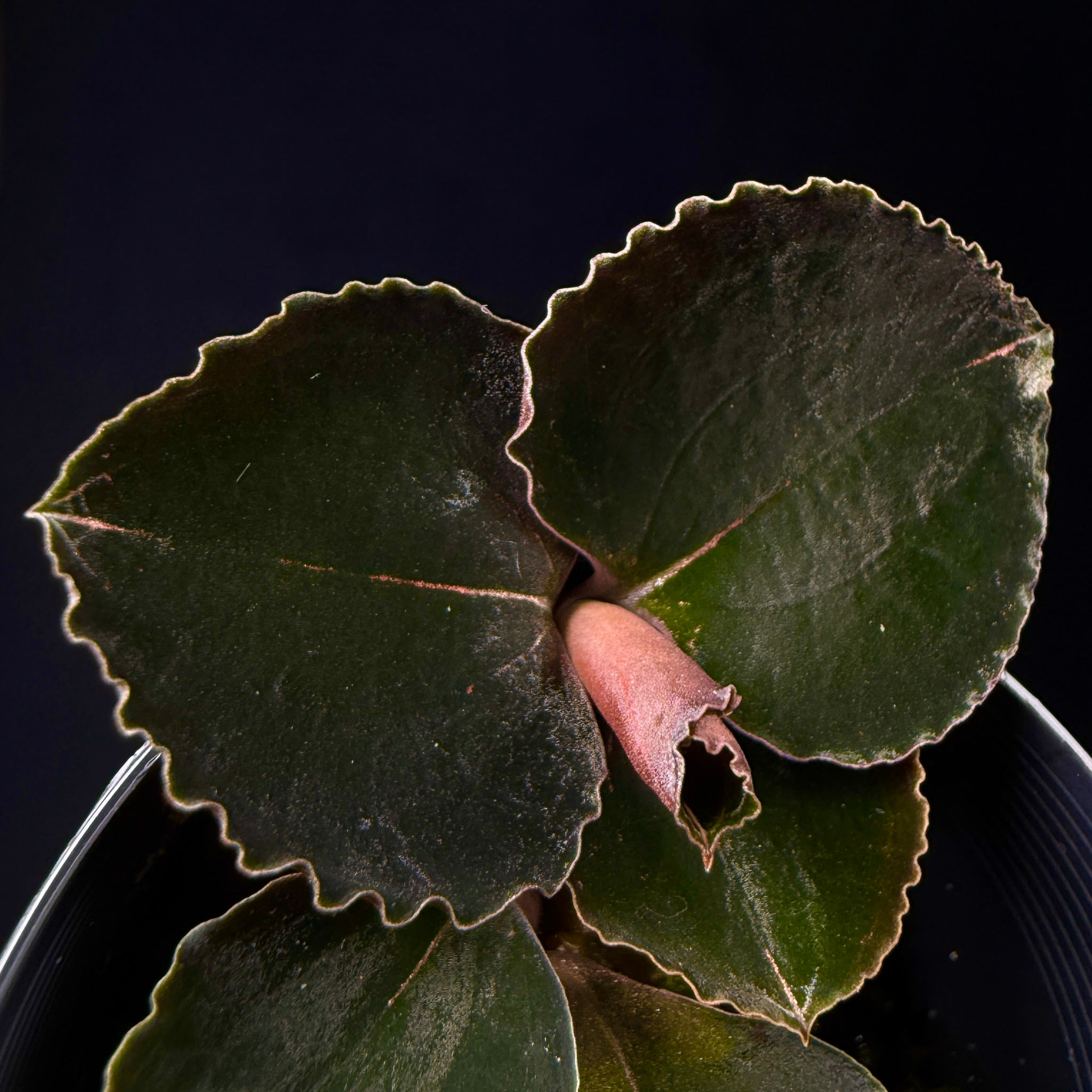 Anoectochilus 'Black Swan'