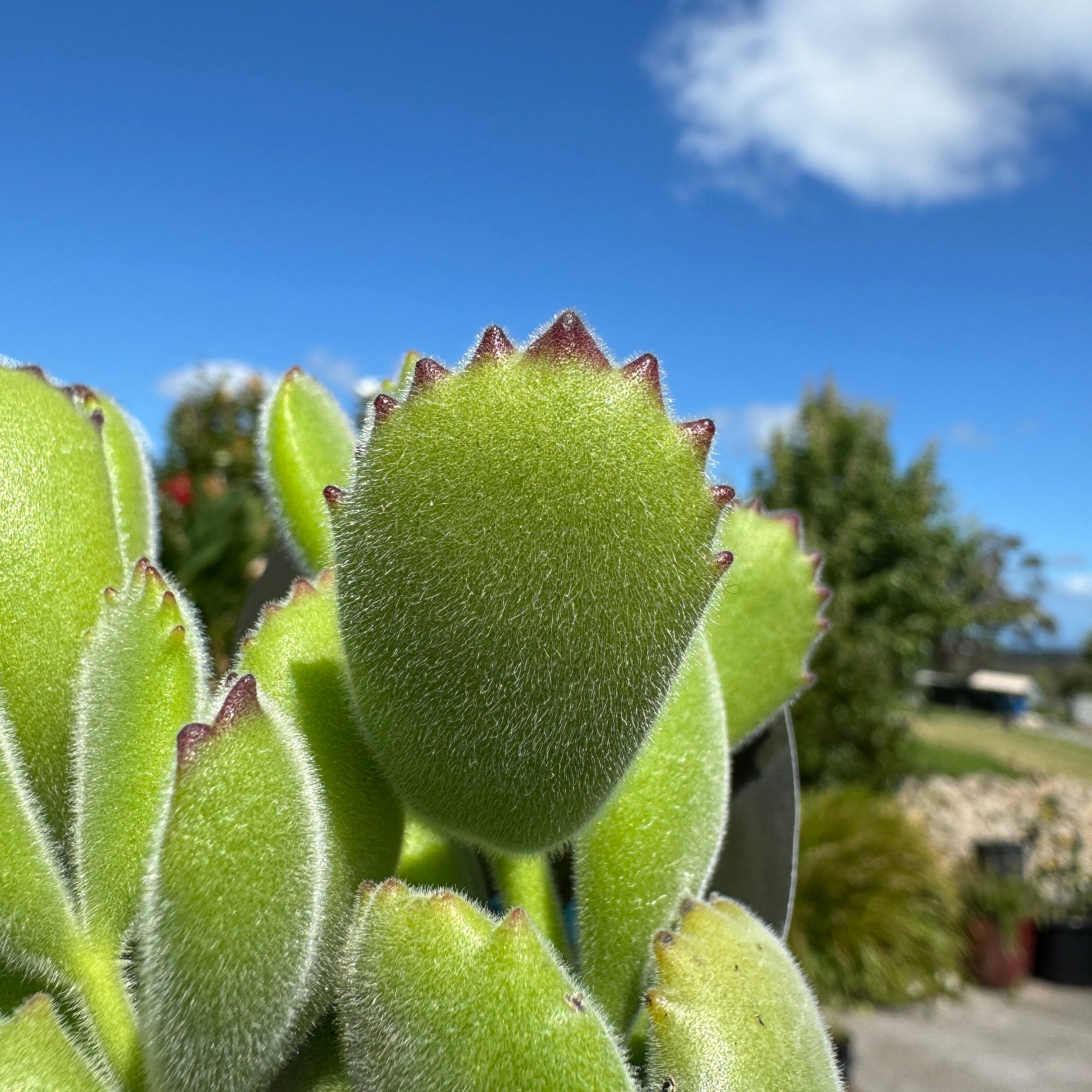 Cotyledon Bears Paw