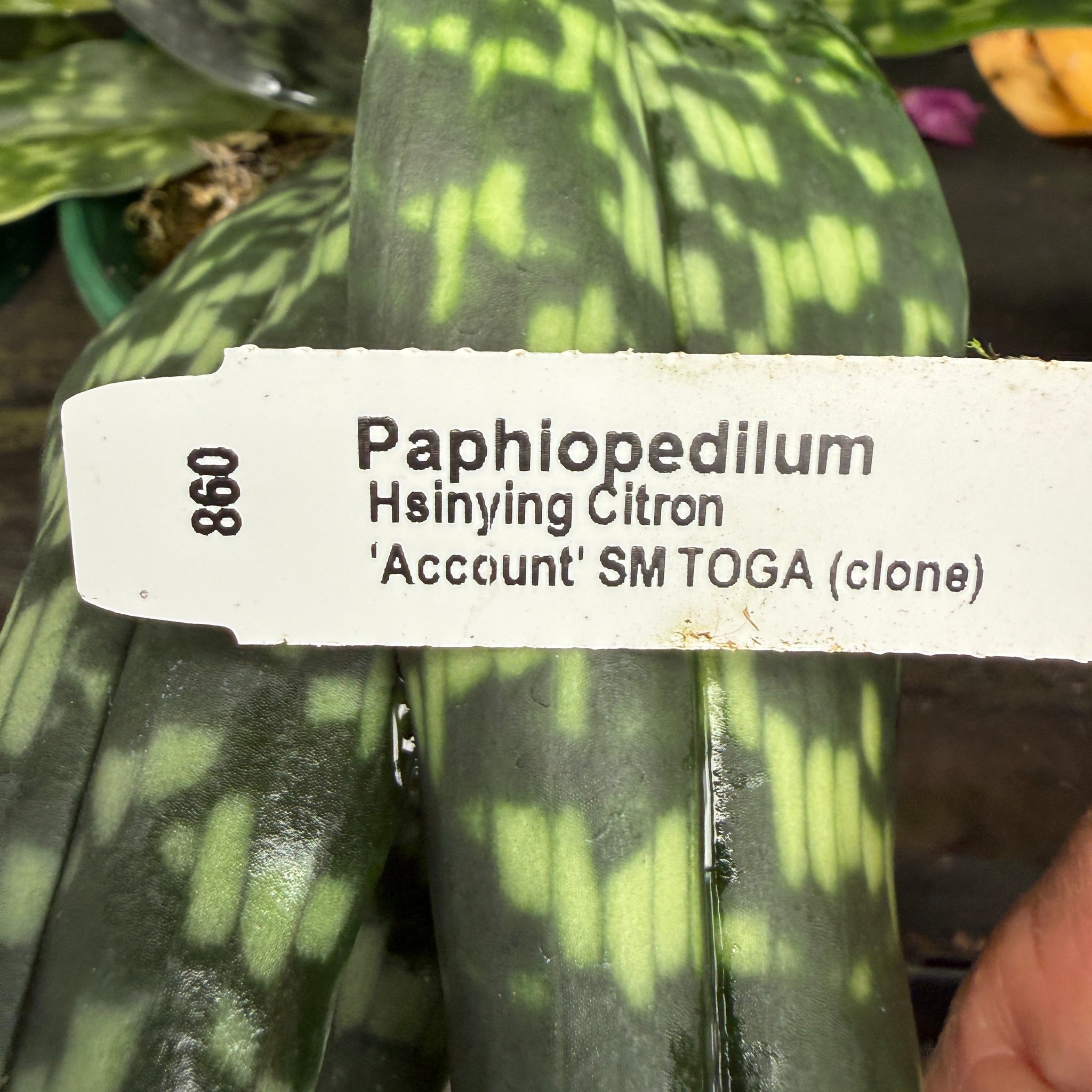 Paphiopedilum Hsinying Citron 'Account'