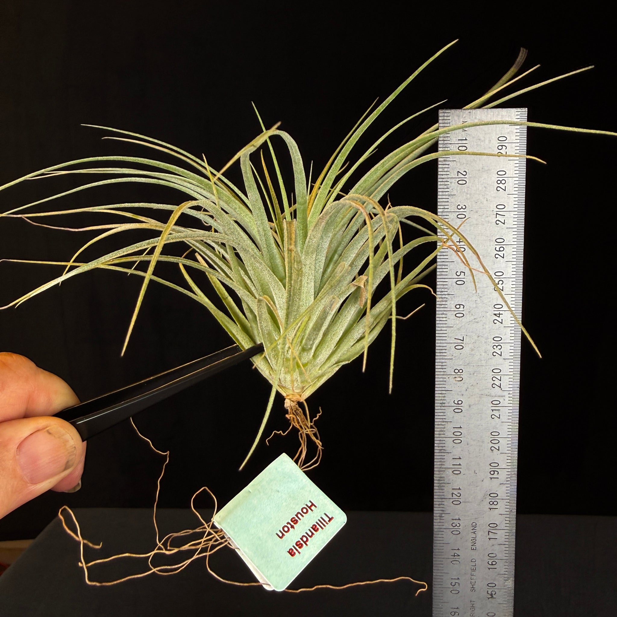 Tillandsia 'Houston'