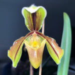 Paphiopedilum villosum
