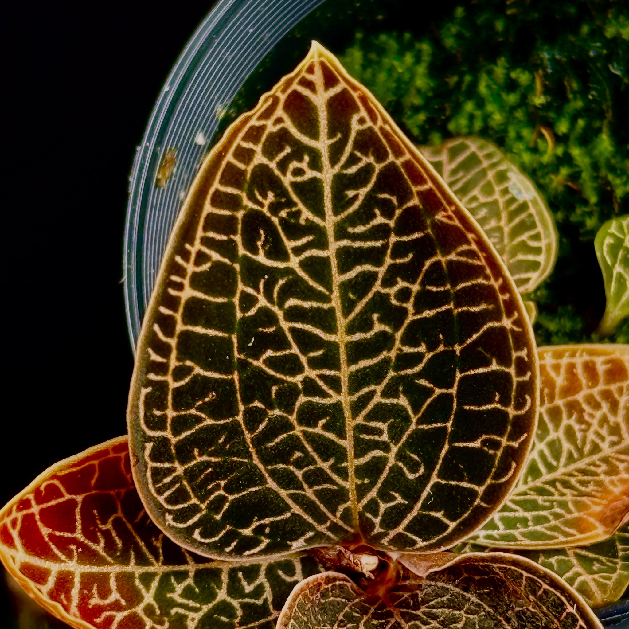 Anoectochilus 'Leaf Tip #49'