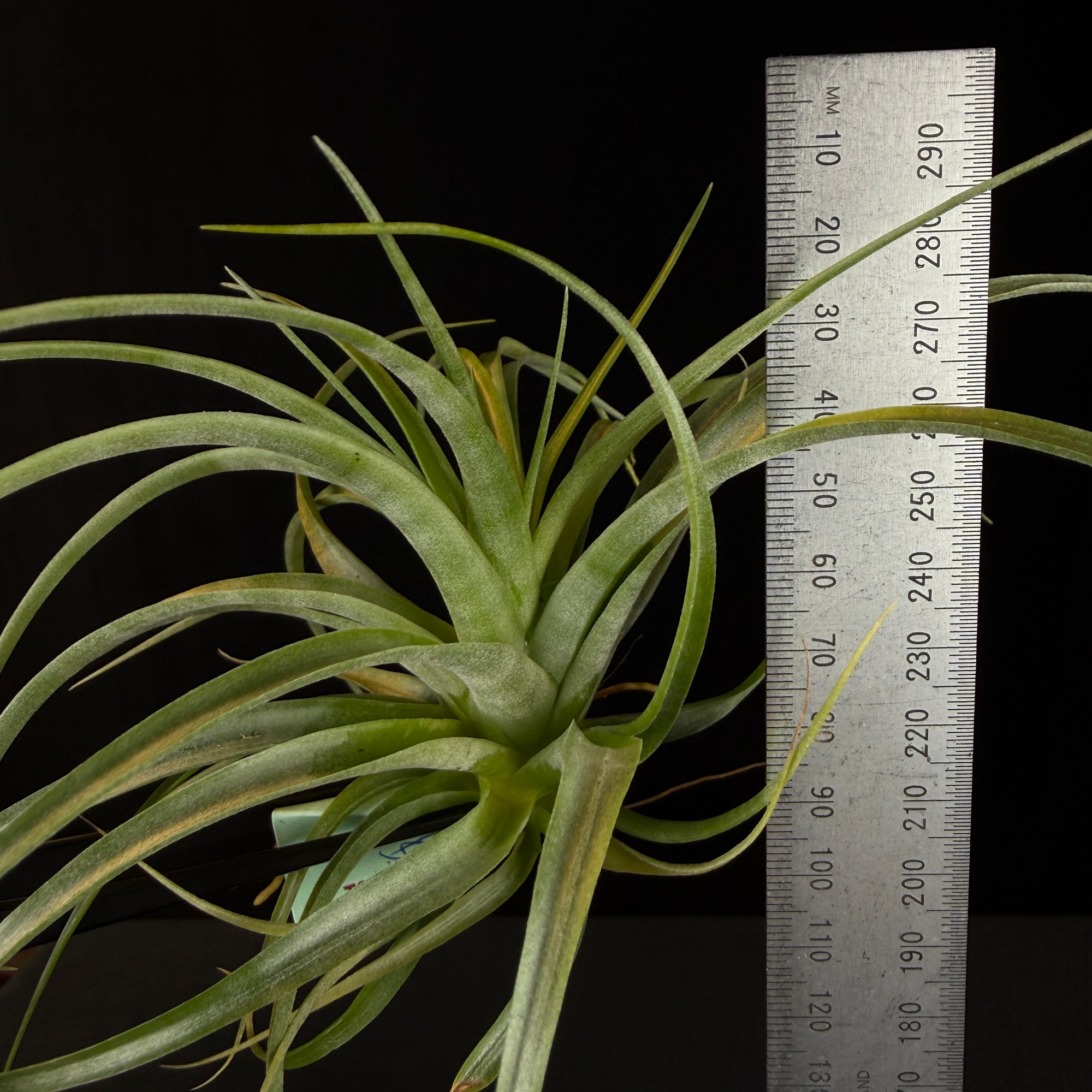 Tillandsia brachycaulos