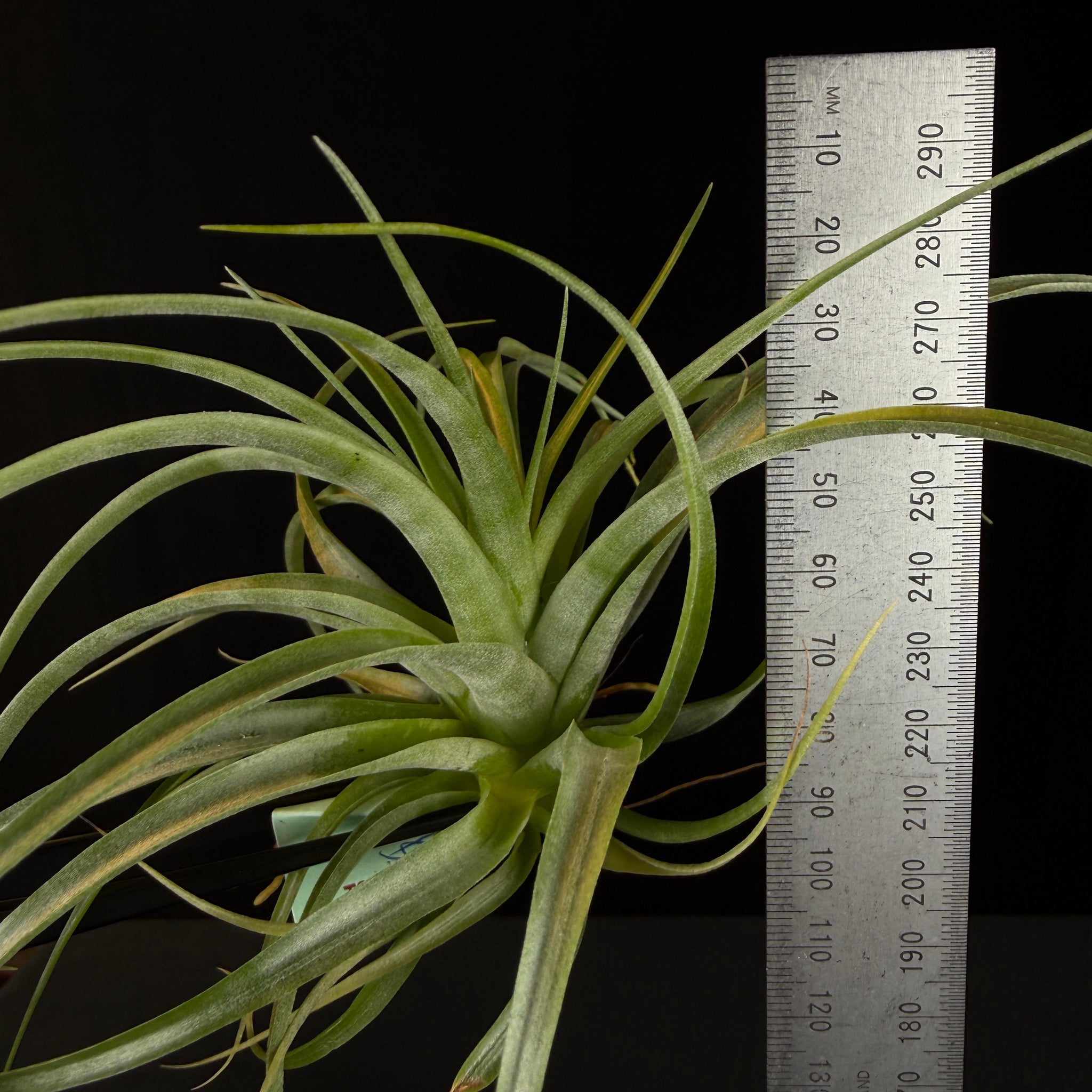 Tillandsia brachycaulos