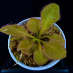 Drosera Andromeda