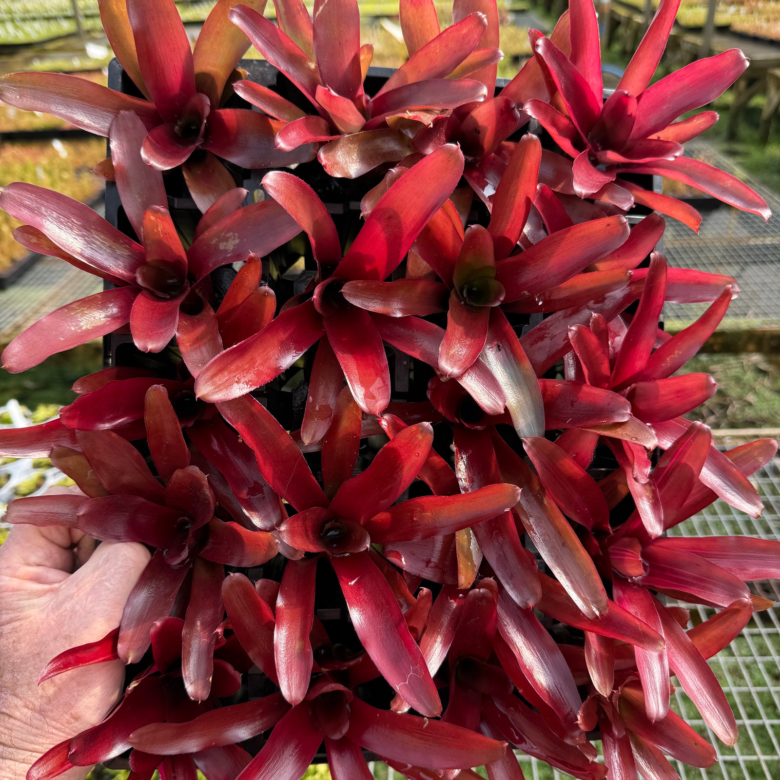 Neoregelia Tiny Tot 'Fire Engine’ Mini Hybrid - Bare root cuttings