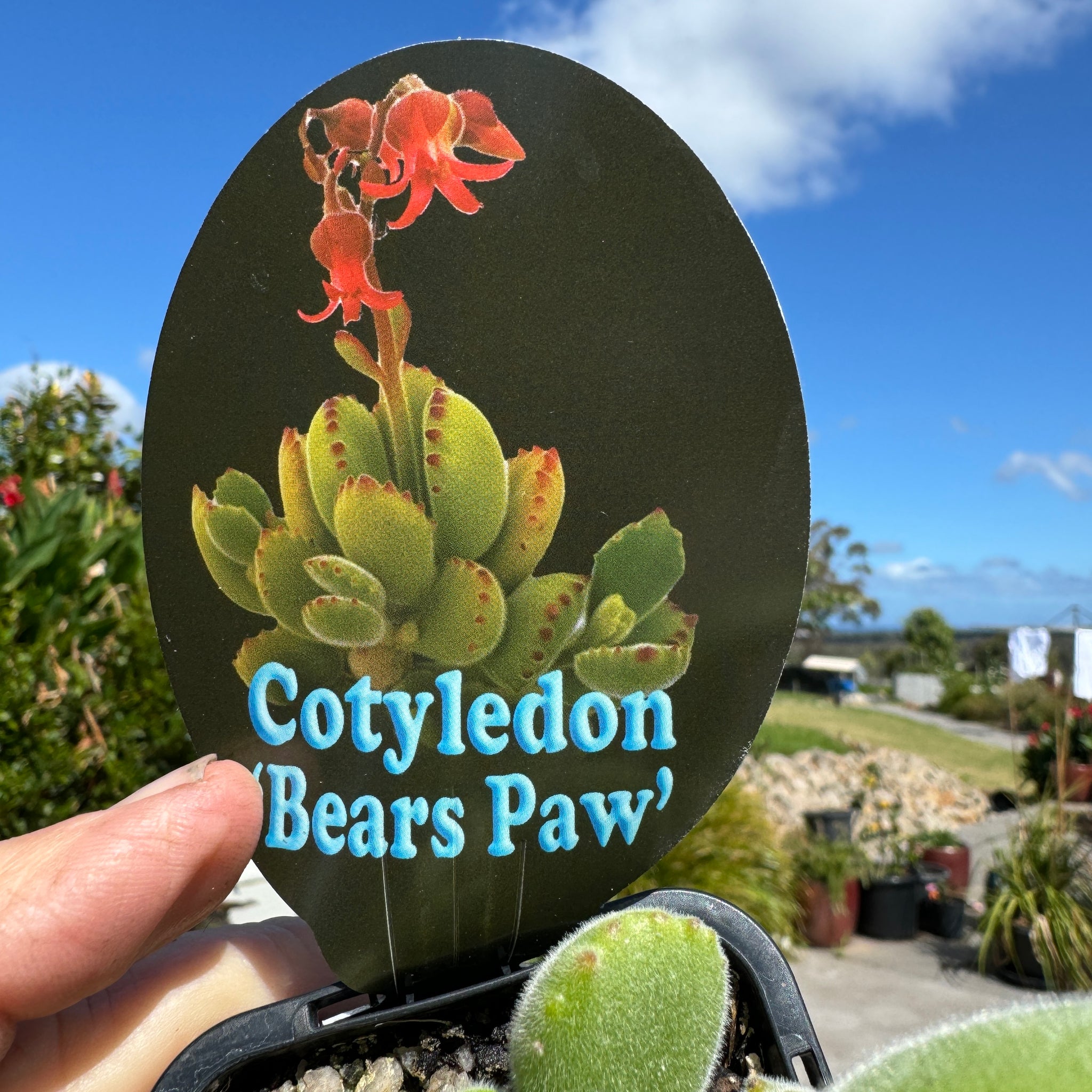 Cotyledon Bears Paw