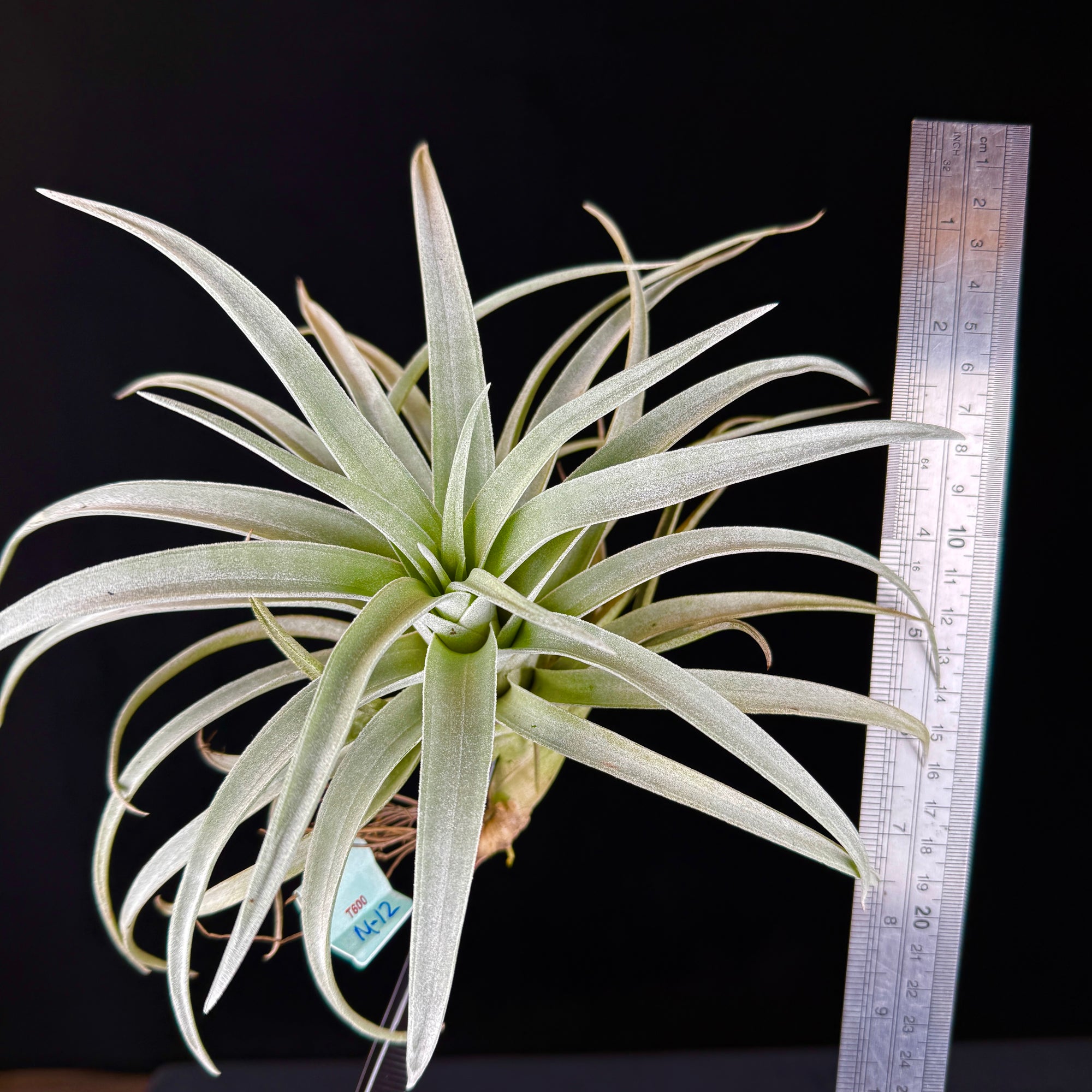 Tillandsia harrisii