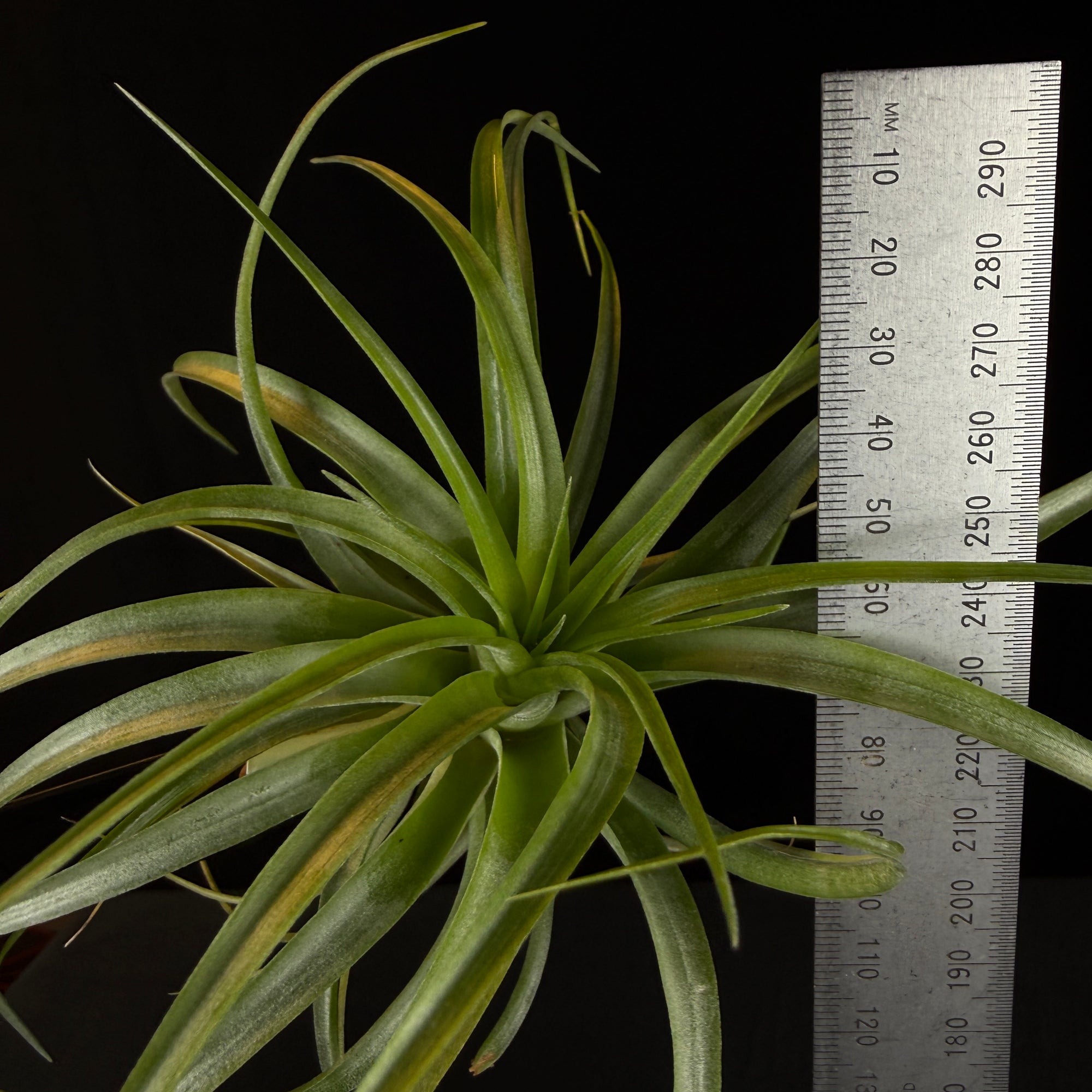 Tillandsia brachycaulos
