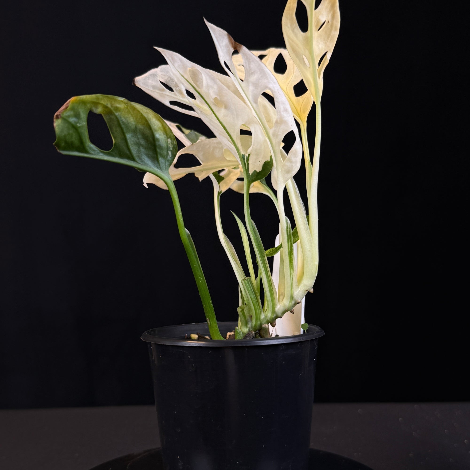 Monstera adansonii Variegated  (One Only)