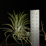 Tillandsia ionantha 'Rubra'