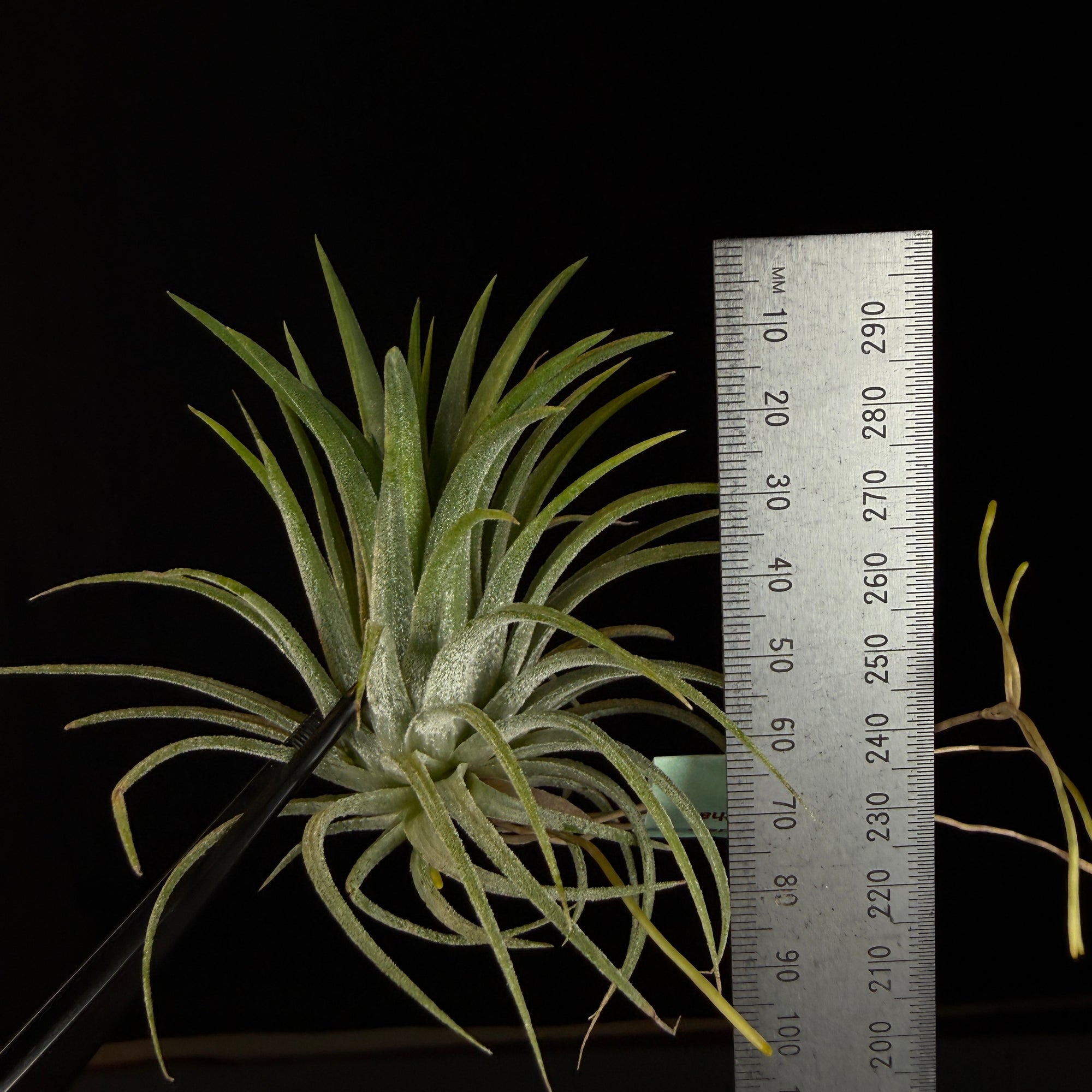 Tillandsia ionantha 'Rubra'