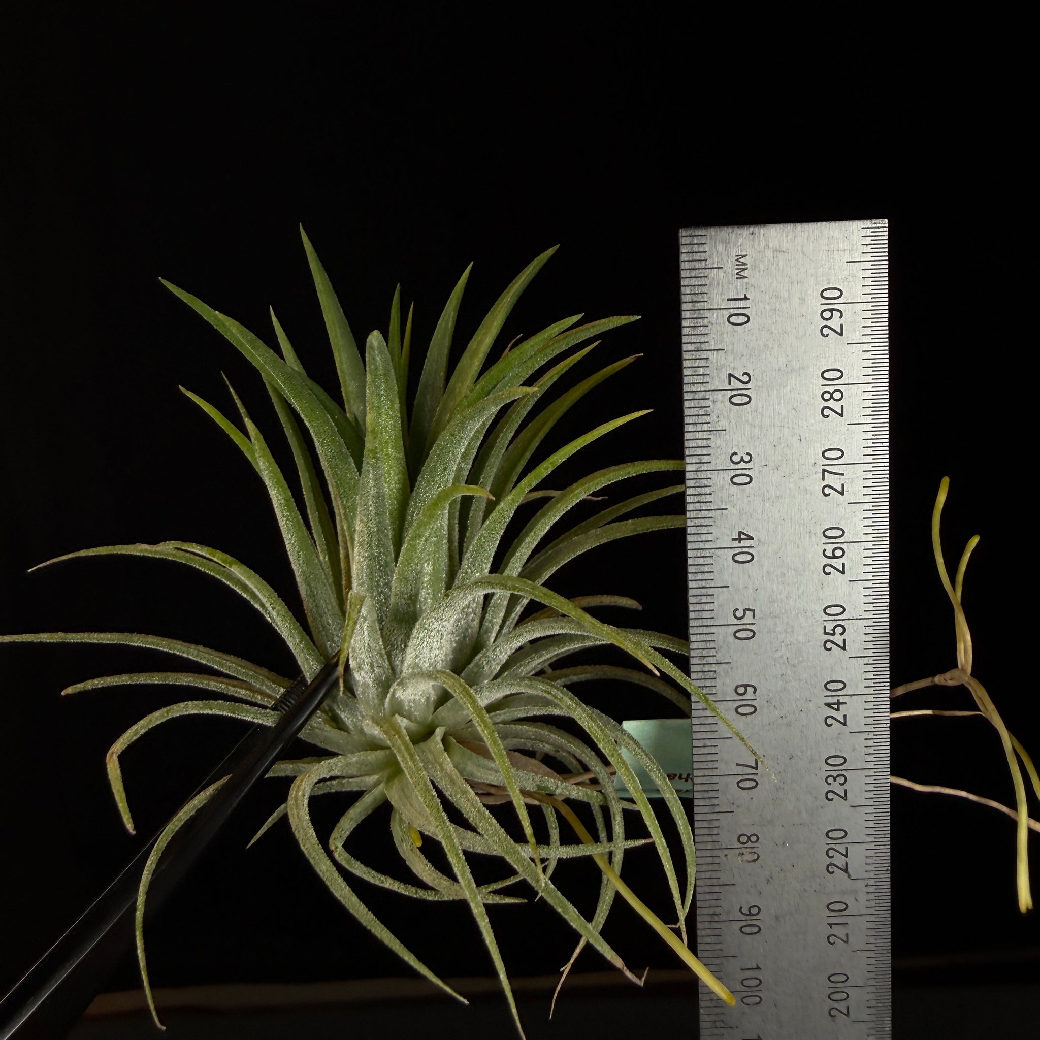Tillandsia ionantha 'Rubra'
