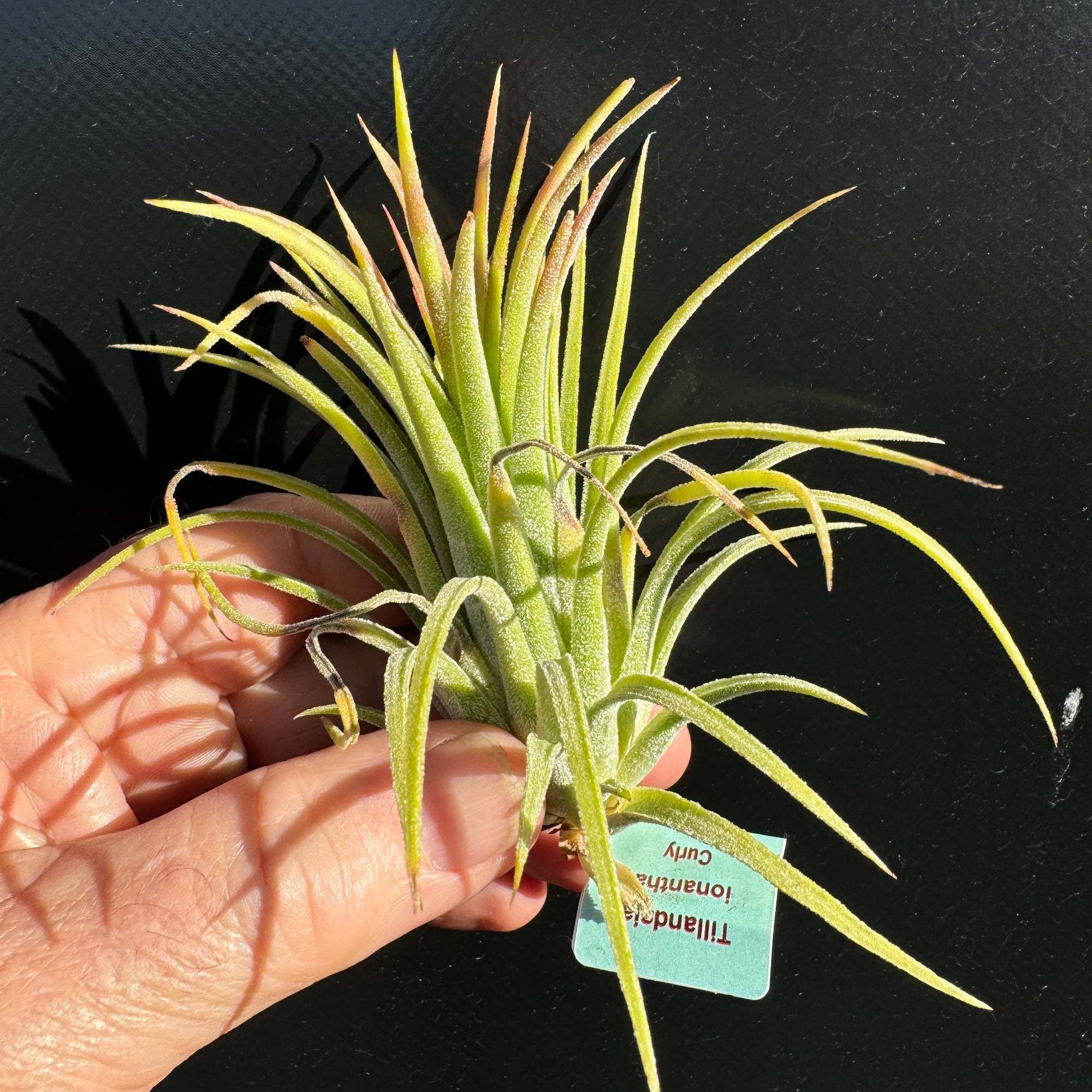 Tillandsia ionantha 'Curly' - The Curly Air Plant