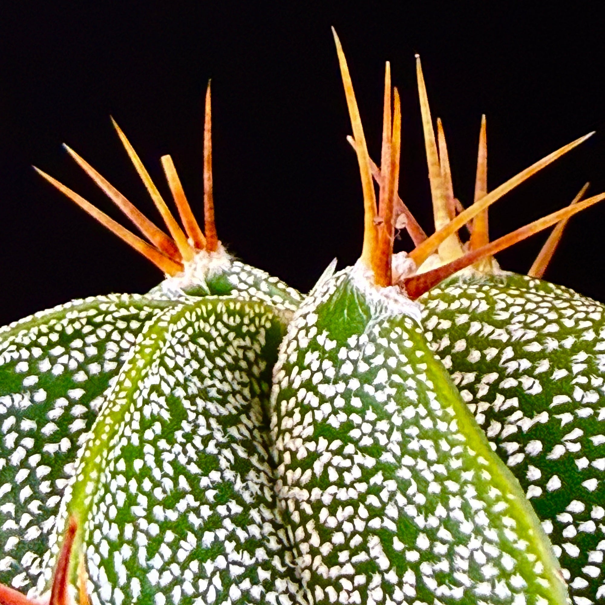 Astrophytum ornatum
