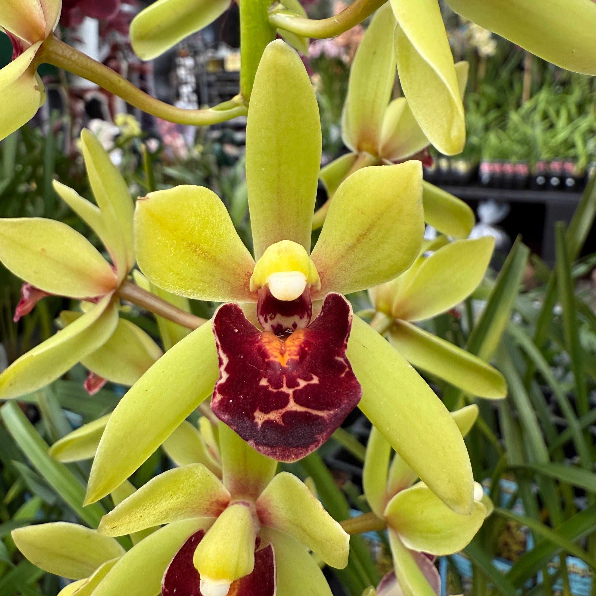 Cymbidium Lime Fantasy