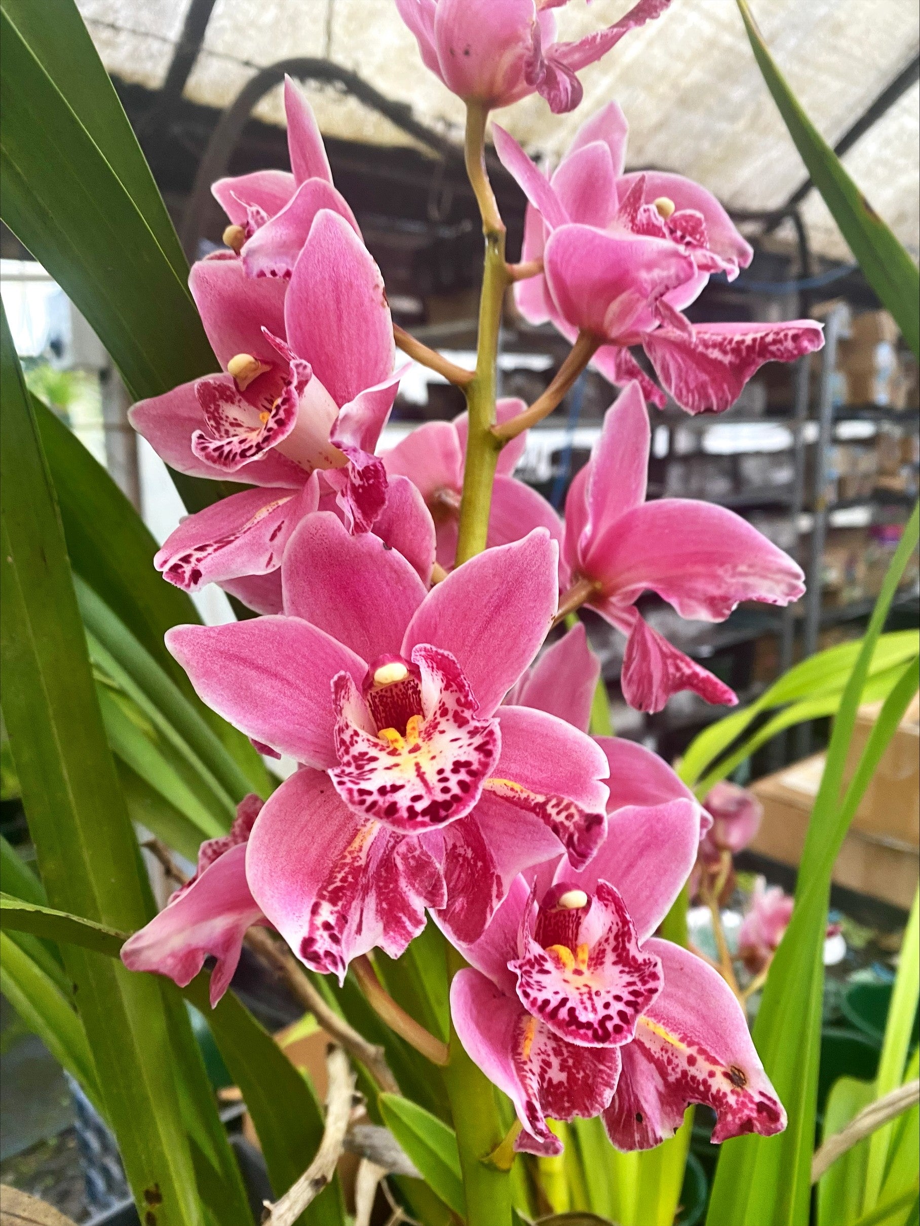 Cymbidium Jess Winter 'Kimberley' (Peloric)