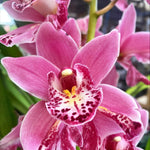 Cymbidium Jess Winter 'Kimberley' (Peloric)