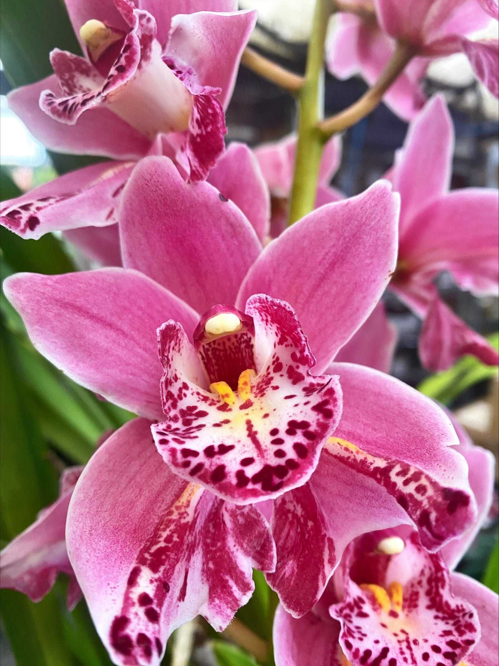 Cymbidium Jess Winter 'Kimberley' (Peloric)