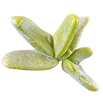 Glottiphyllum oligocarpum