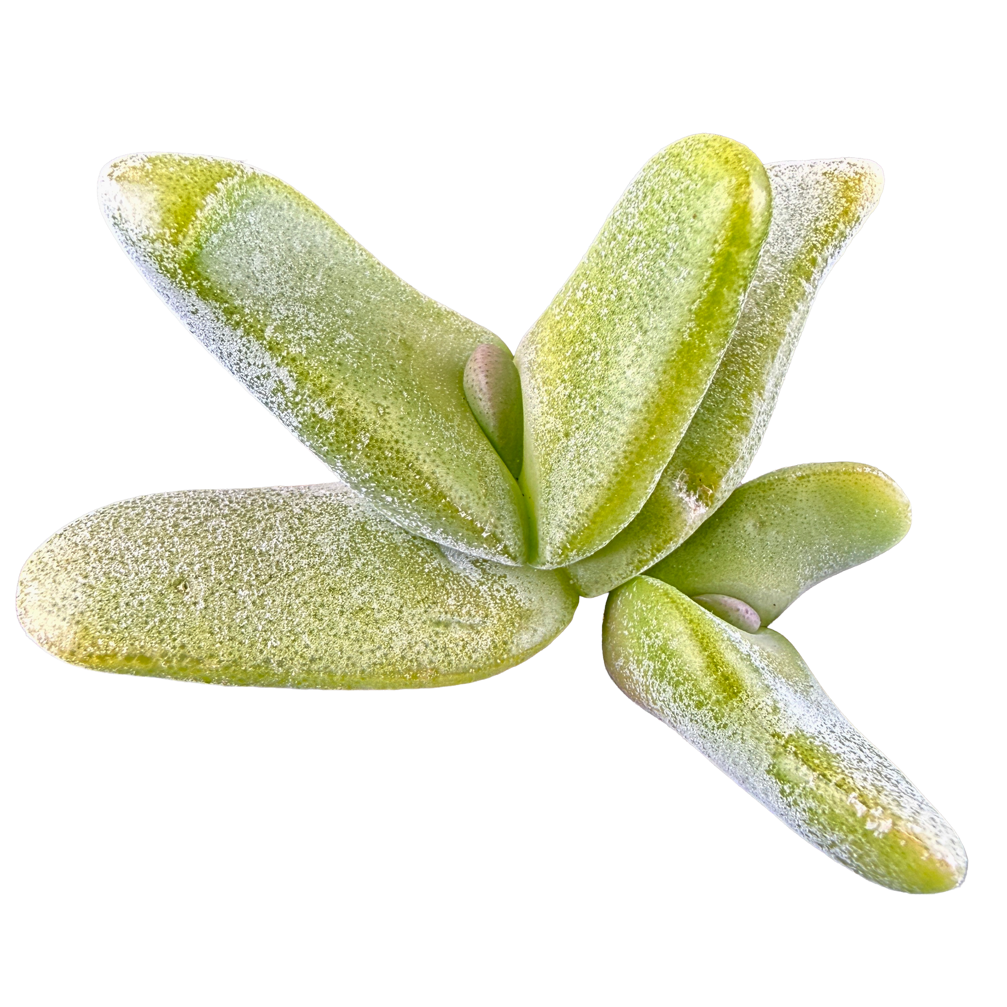 Glottiphyllum oligocarpum