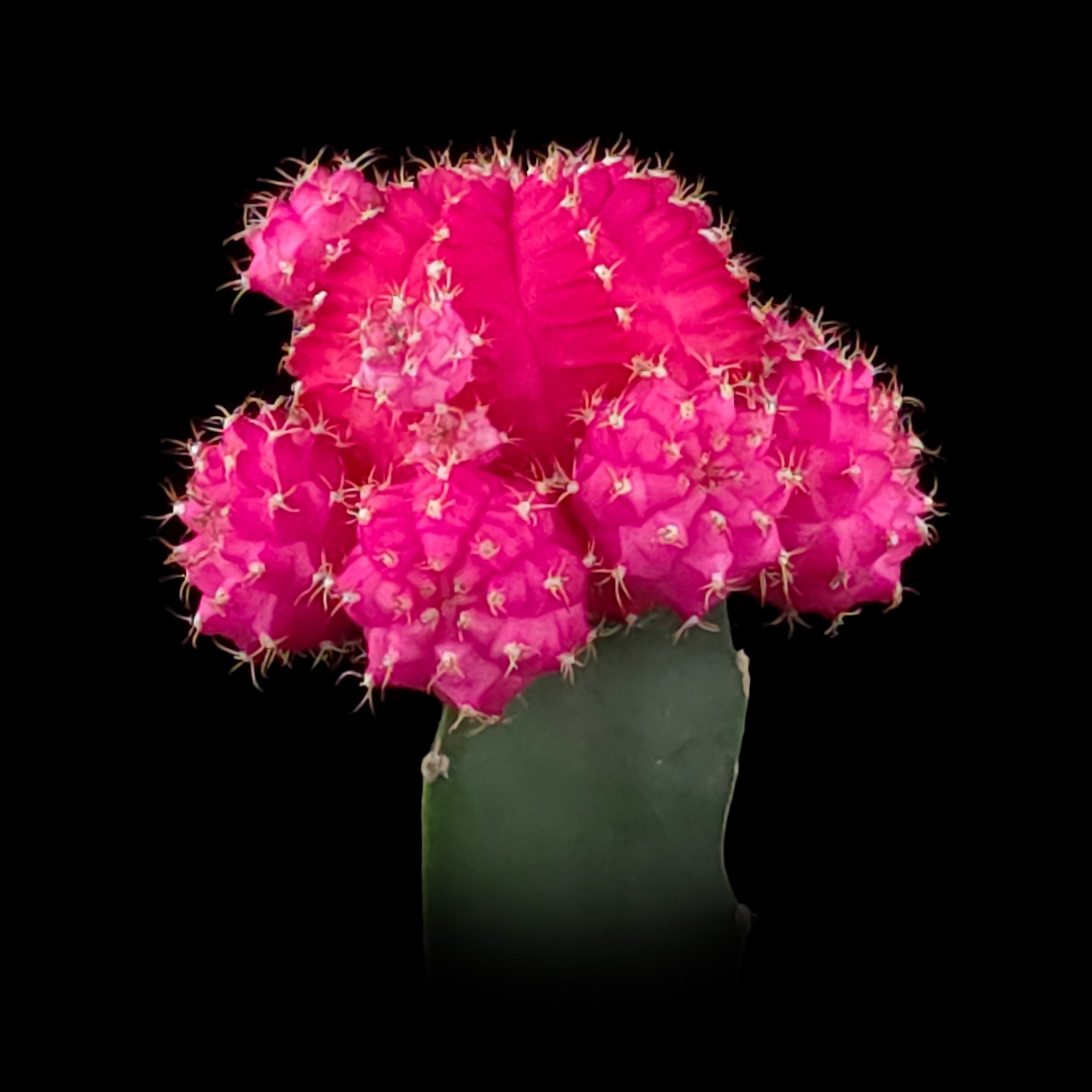 Grafted Cactus Pink – Collectors Online