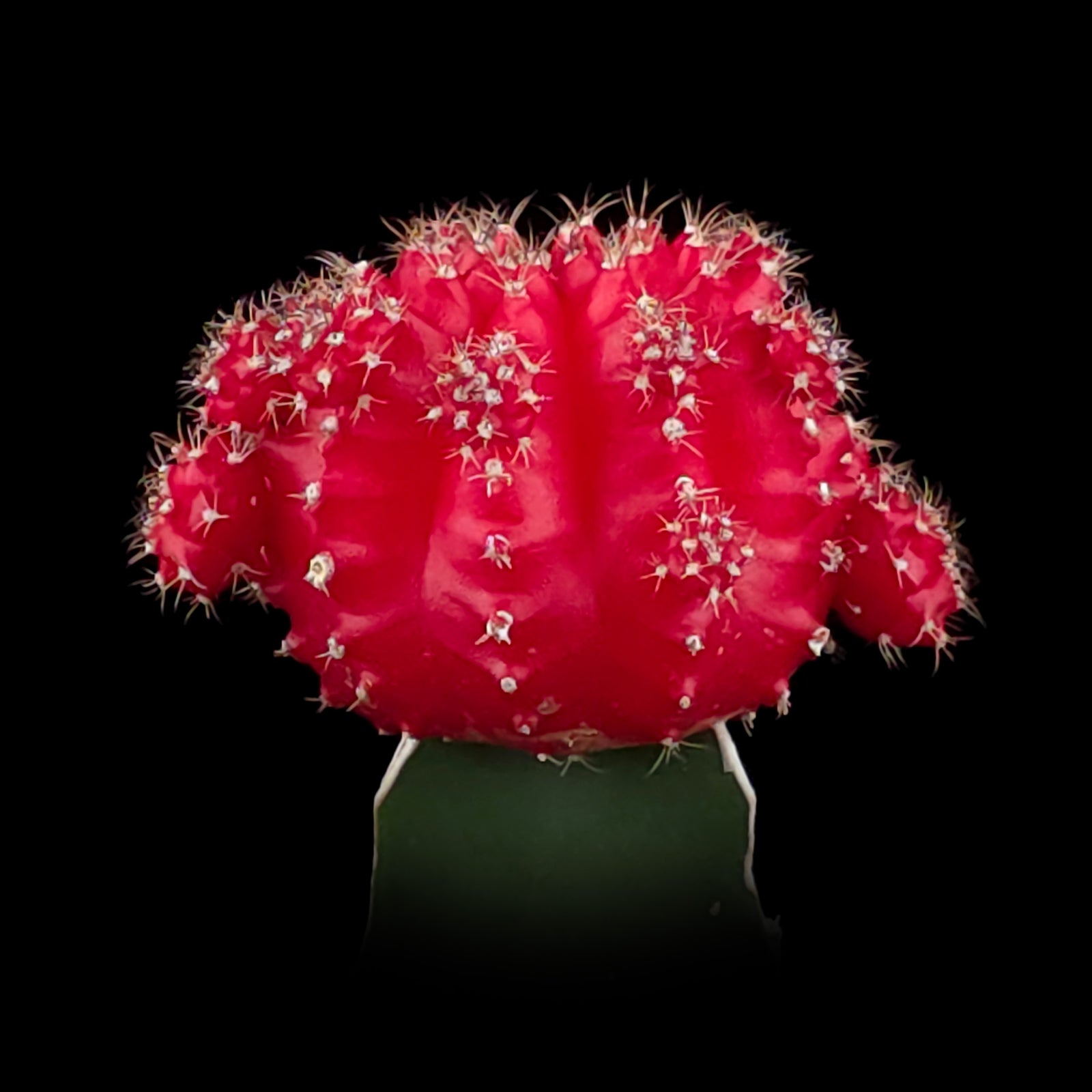Grafted Red Cactus
