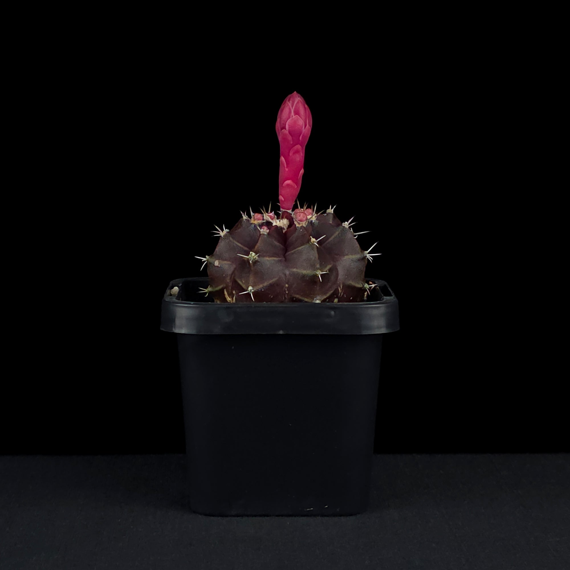 Gymnocalycium mihanovichii forma rubra - Red Moon Cactus