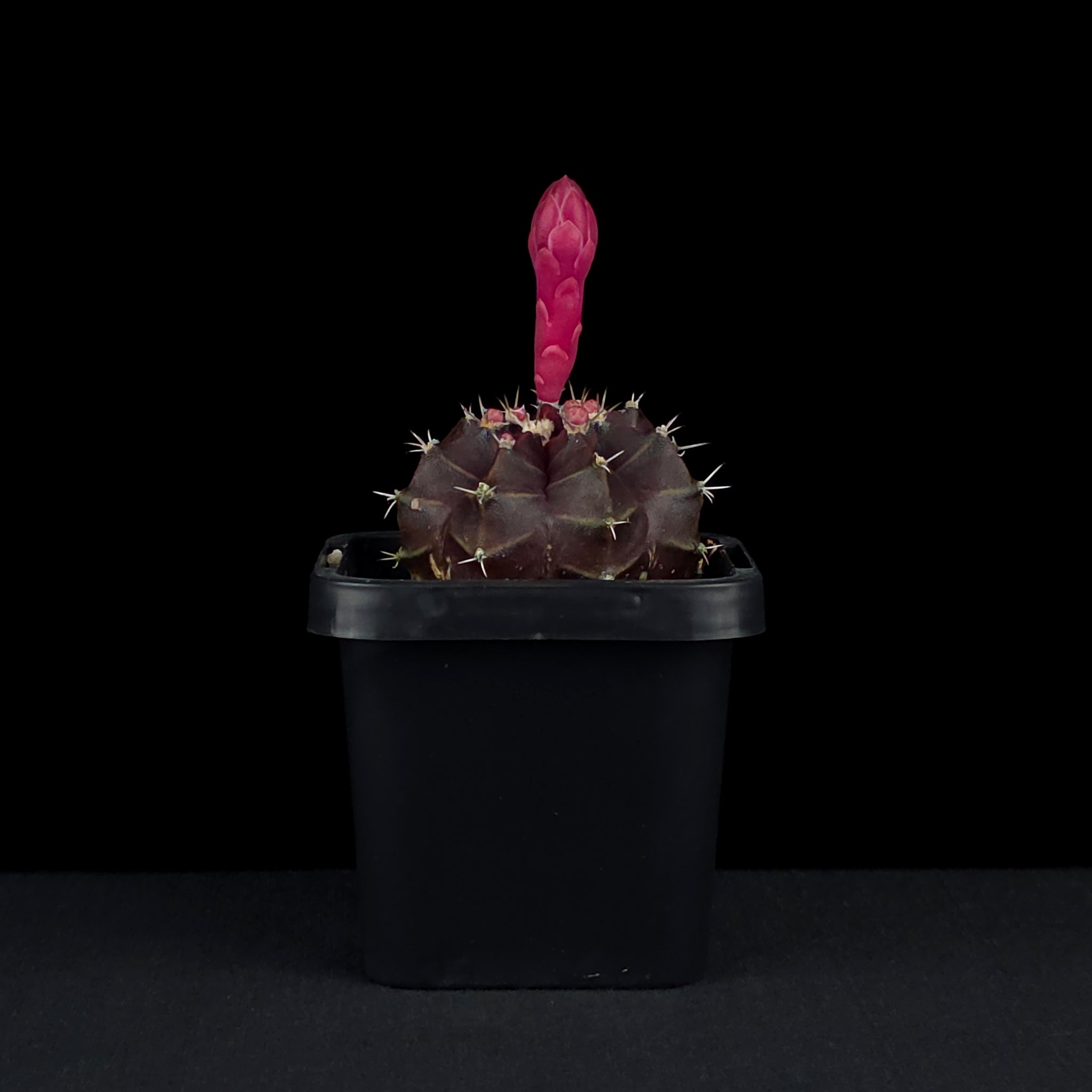 Gymnocalycium mihanovichii forma rubra - Red Moon Cactus