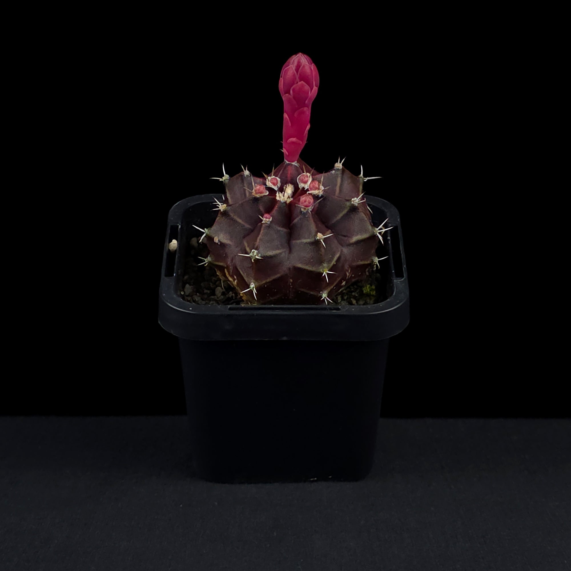 Gymnocalycium mihanovichii forma rubra - Red Moon Cactus