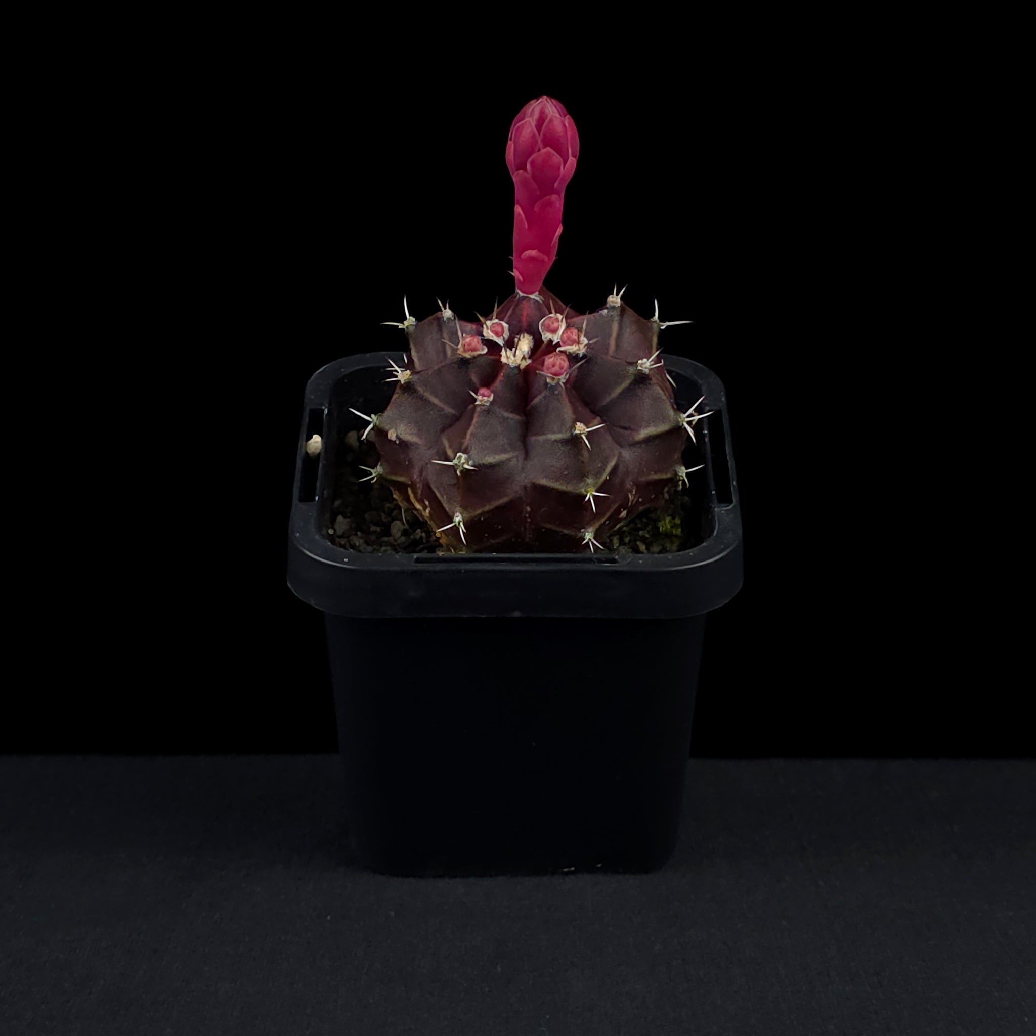 Gymnocalycium mihanovichii forma rubra - Red Moon Cactus