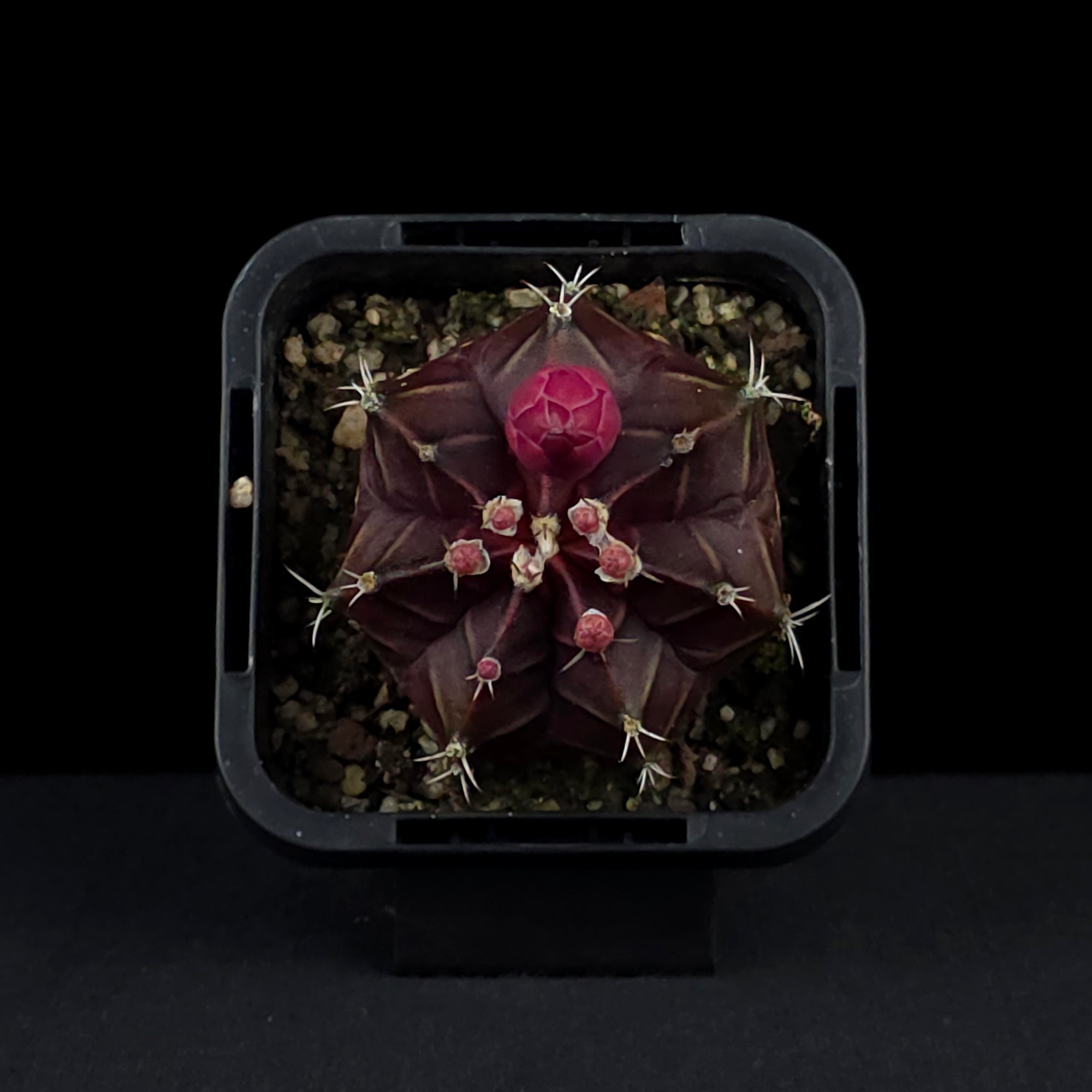 Gymnocalycium mihanovichii forma rubra - Red Moon Cactus