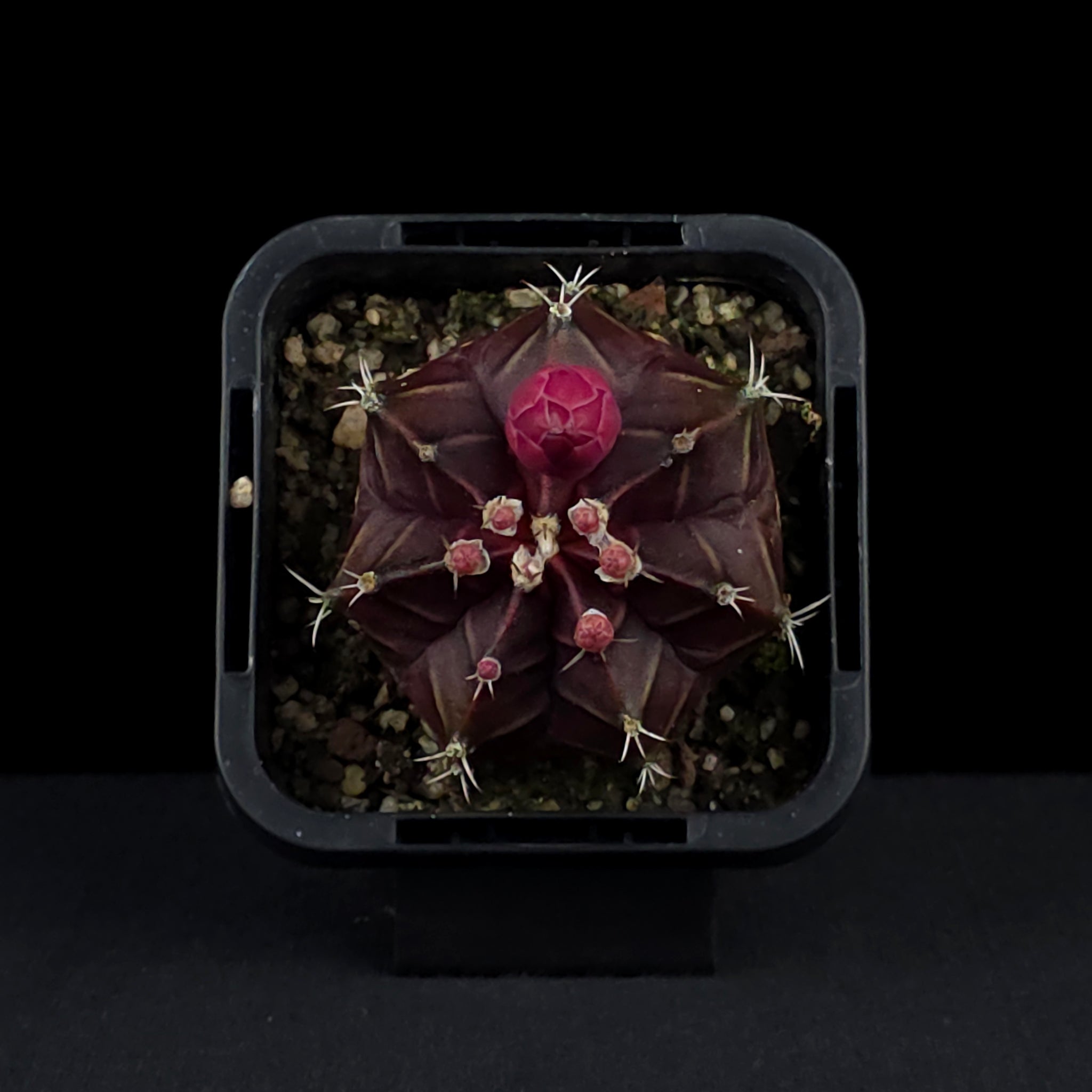 Gymnocalycium mihanovichii forma rubra - Red Moon Cactus