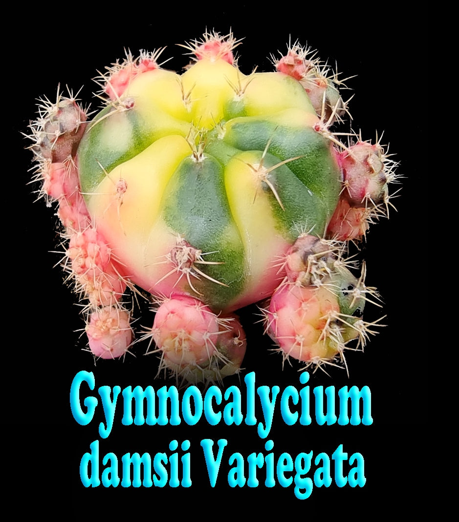 Gymnocalycium damsii Variegata