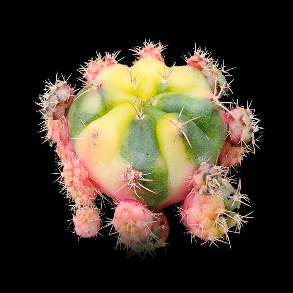 Gymnocalycium damsii Variegata