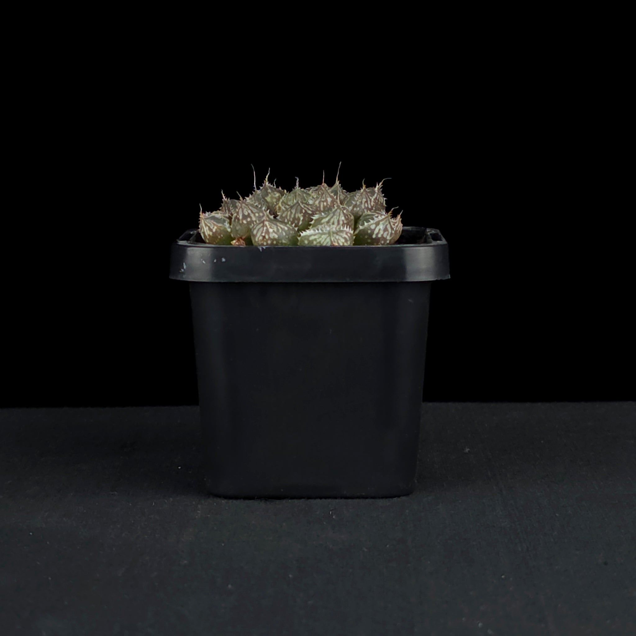 Haworthia 'Mirror Ball'