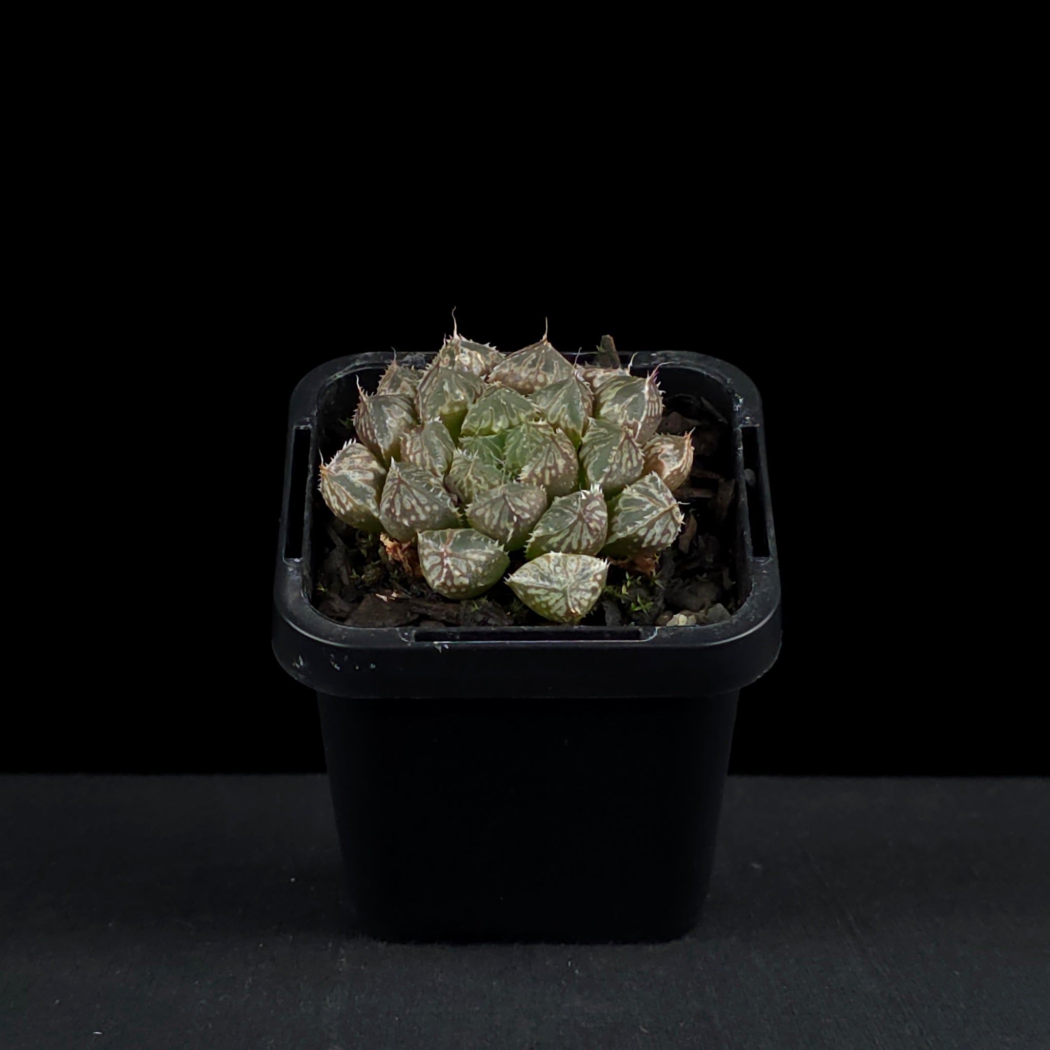 Haworthia 'Mirror Ball'