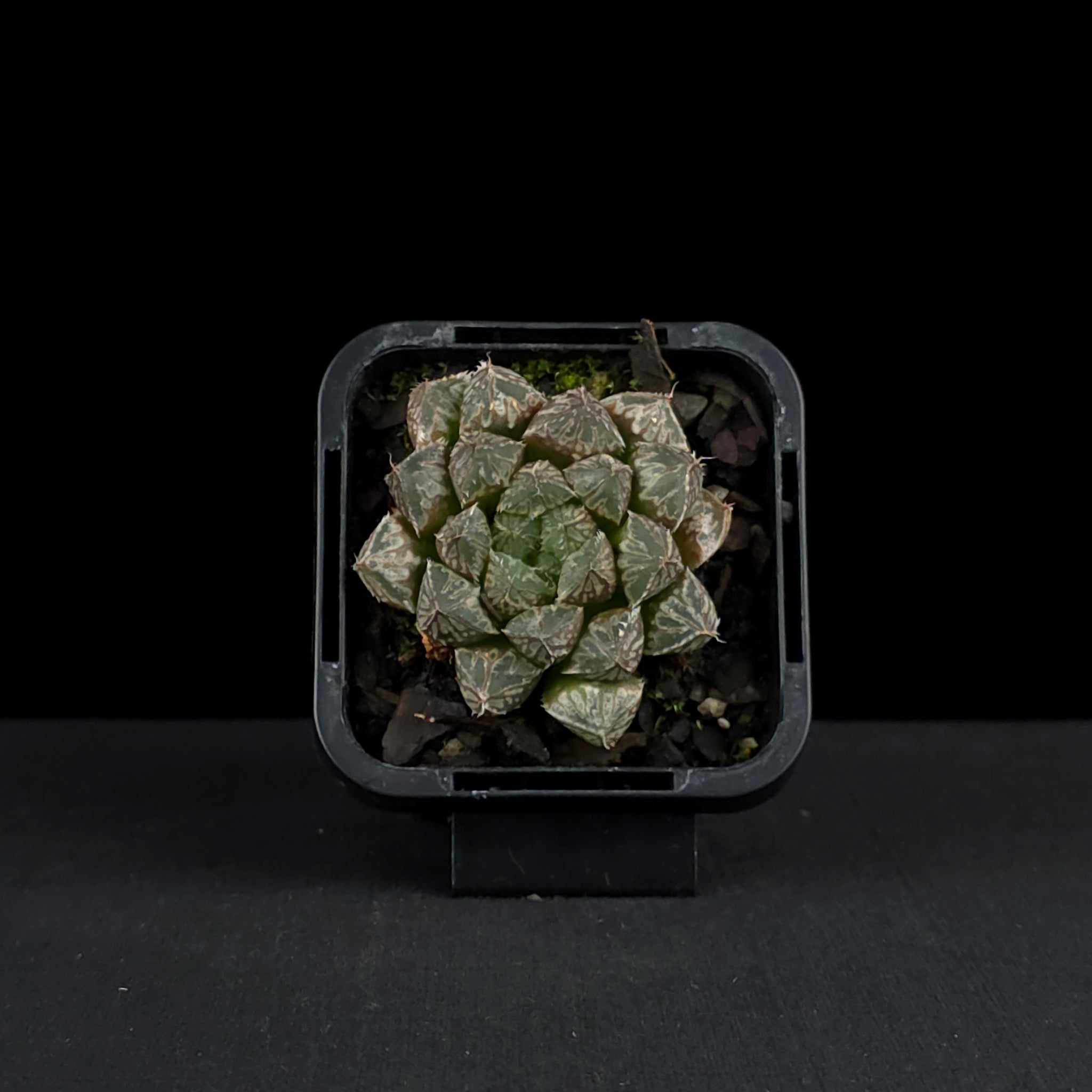 Haworthia 'Mirror Ball'