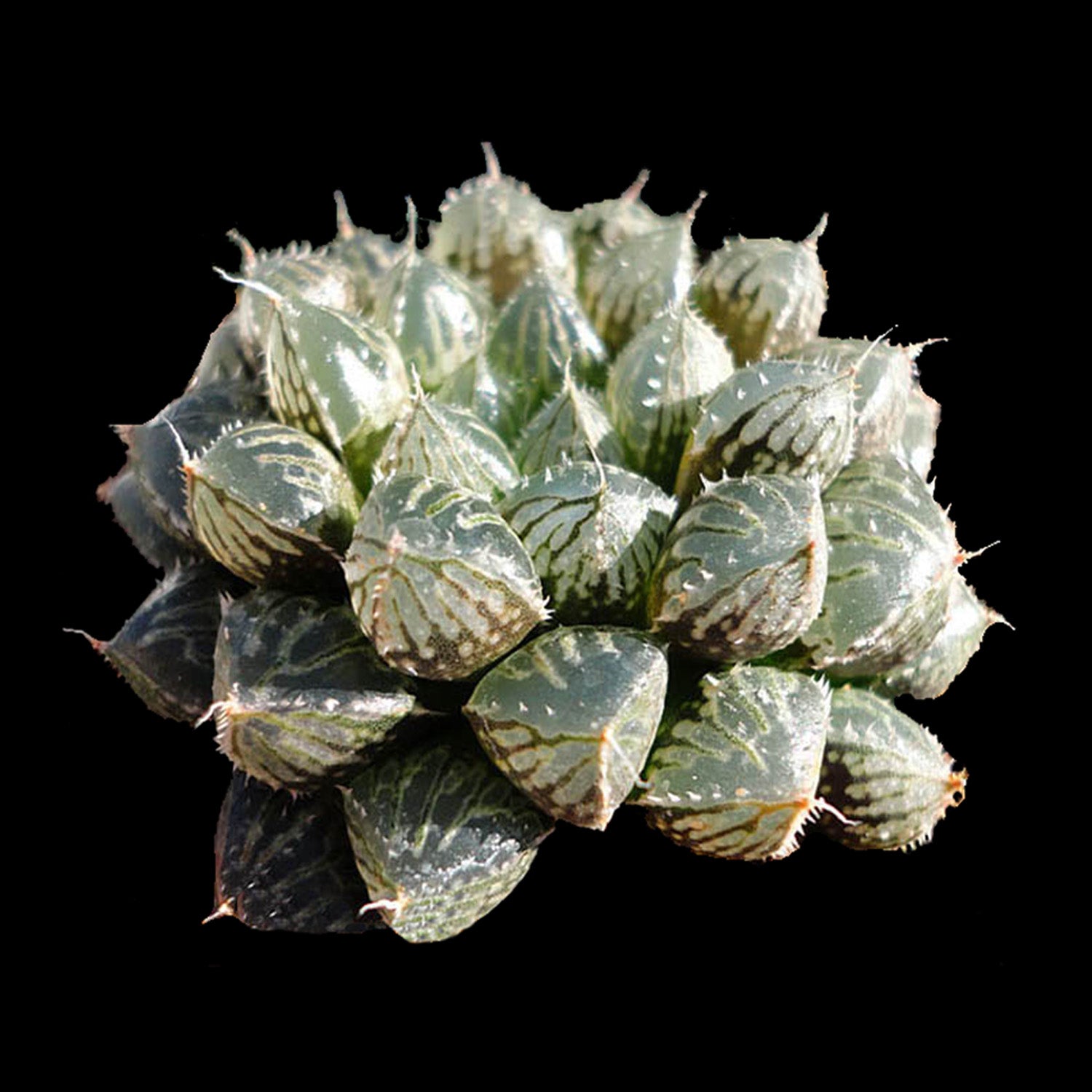 Haworthia 'Mirror Ball'