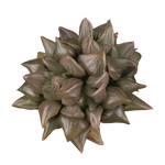 Haworthia atrofusca (Syn. magnifica var. atrofusca) – Mutant Form