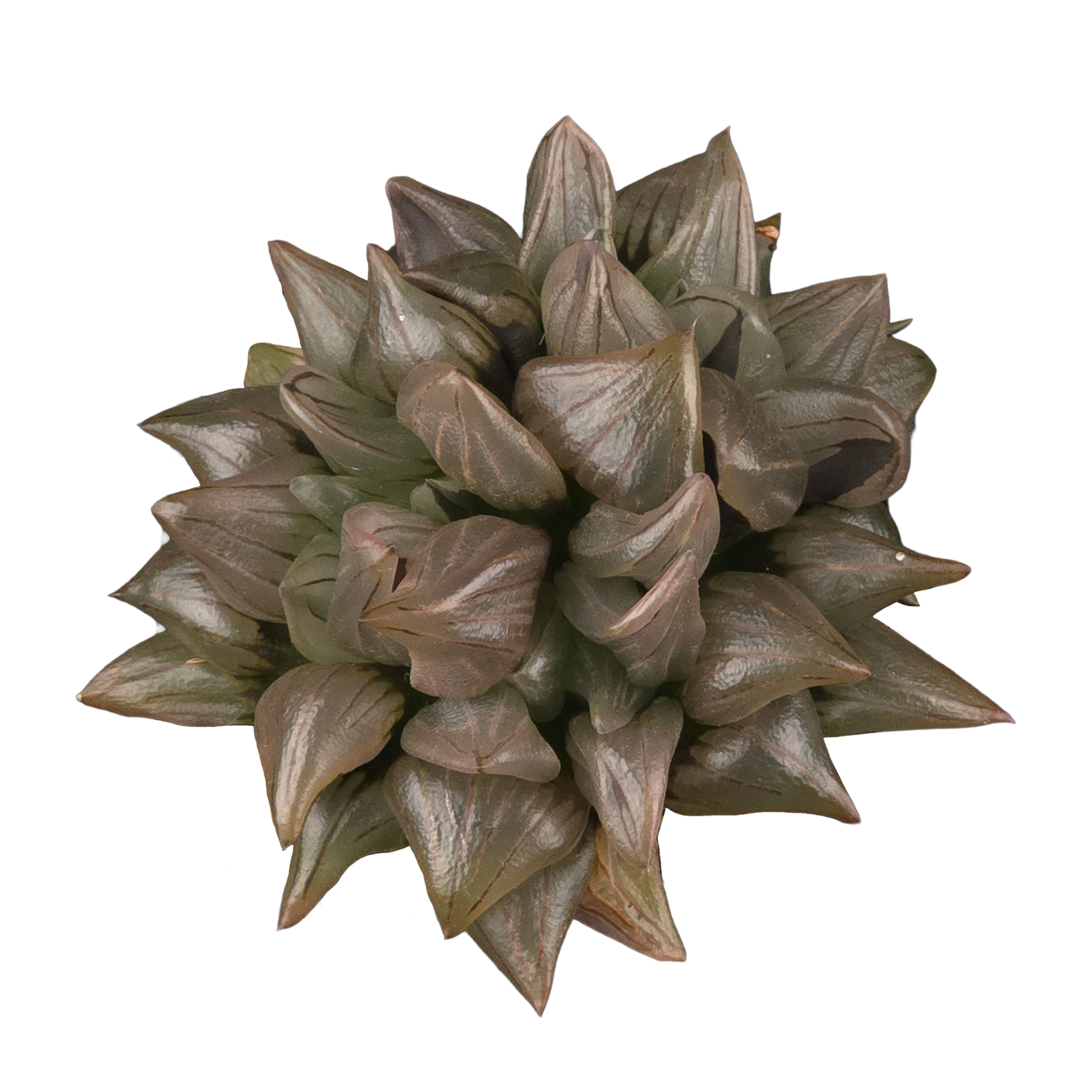 Haworthia atrofusca (Syn. magnifica var. atrofusca) – Mutant Form