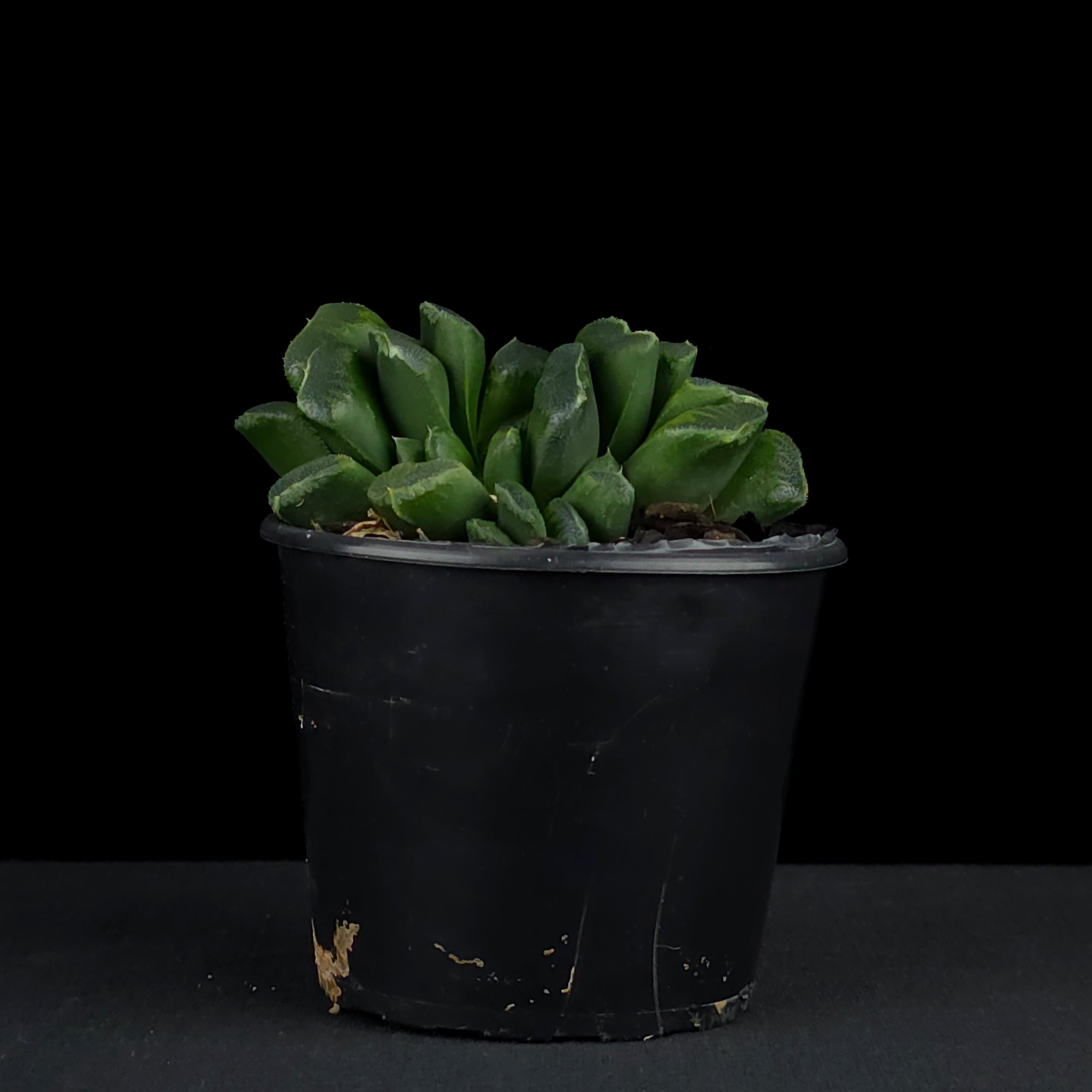 Haworthia truncata 'Seiko'