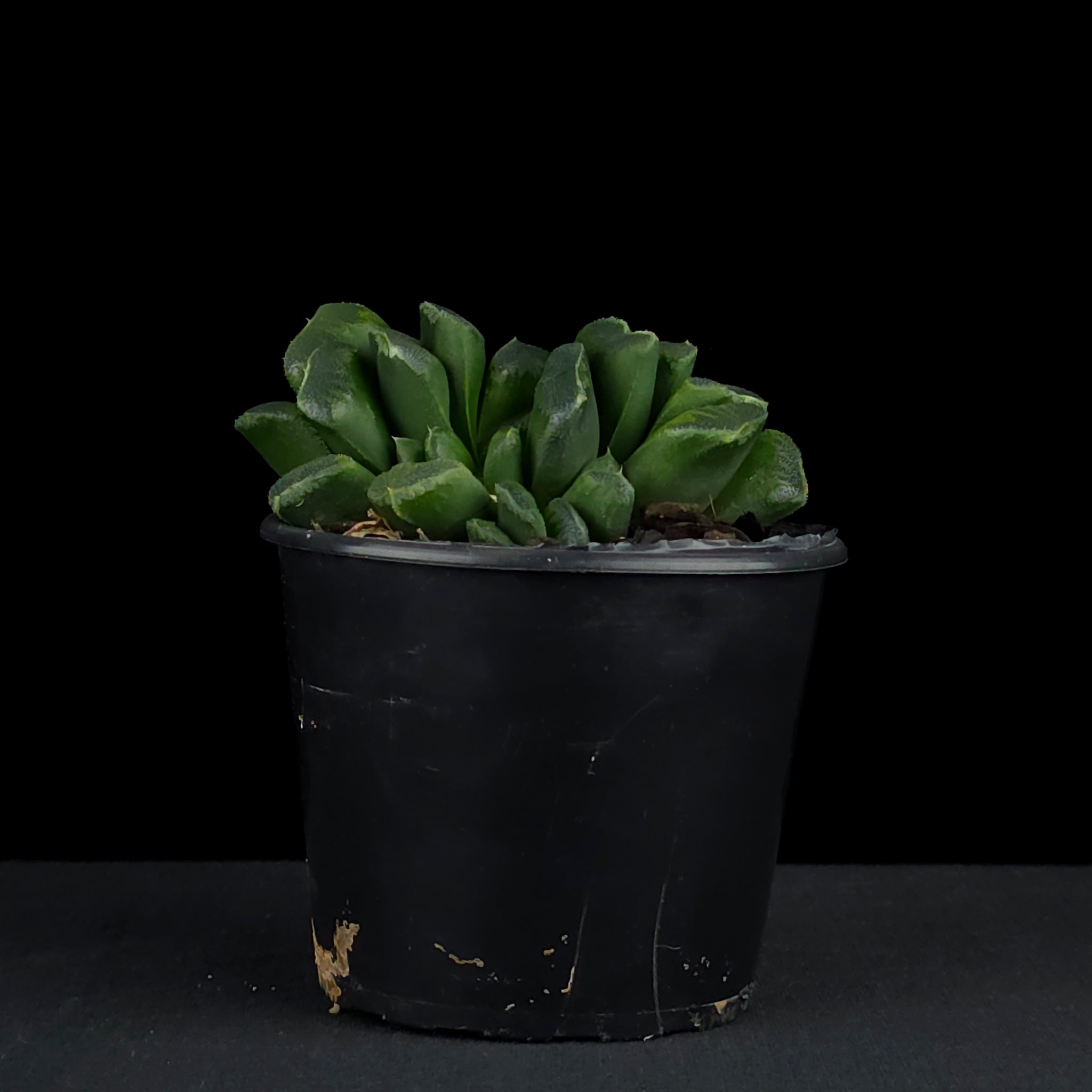 Haworthia truncata 'Seiko'