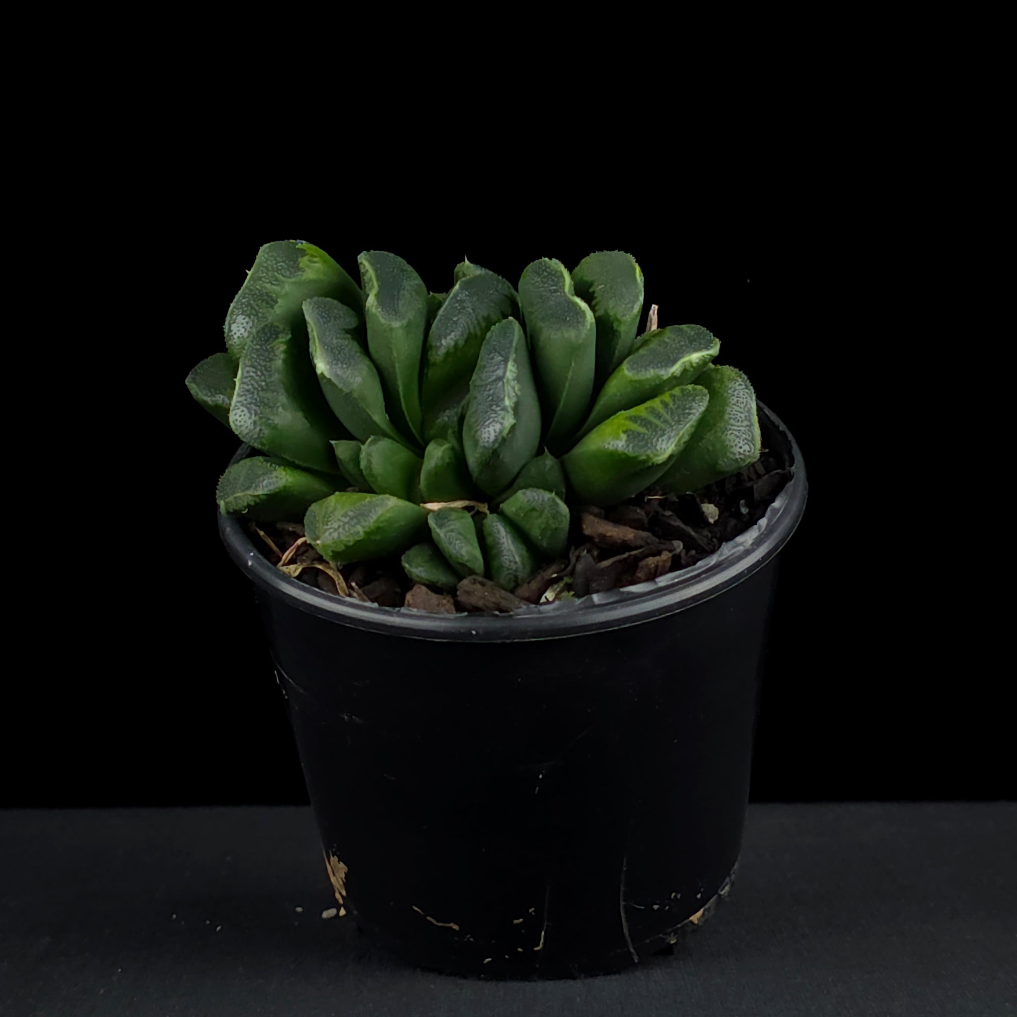 Haworthia truncata 'Seiko'