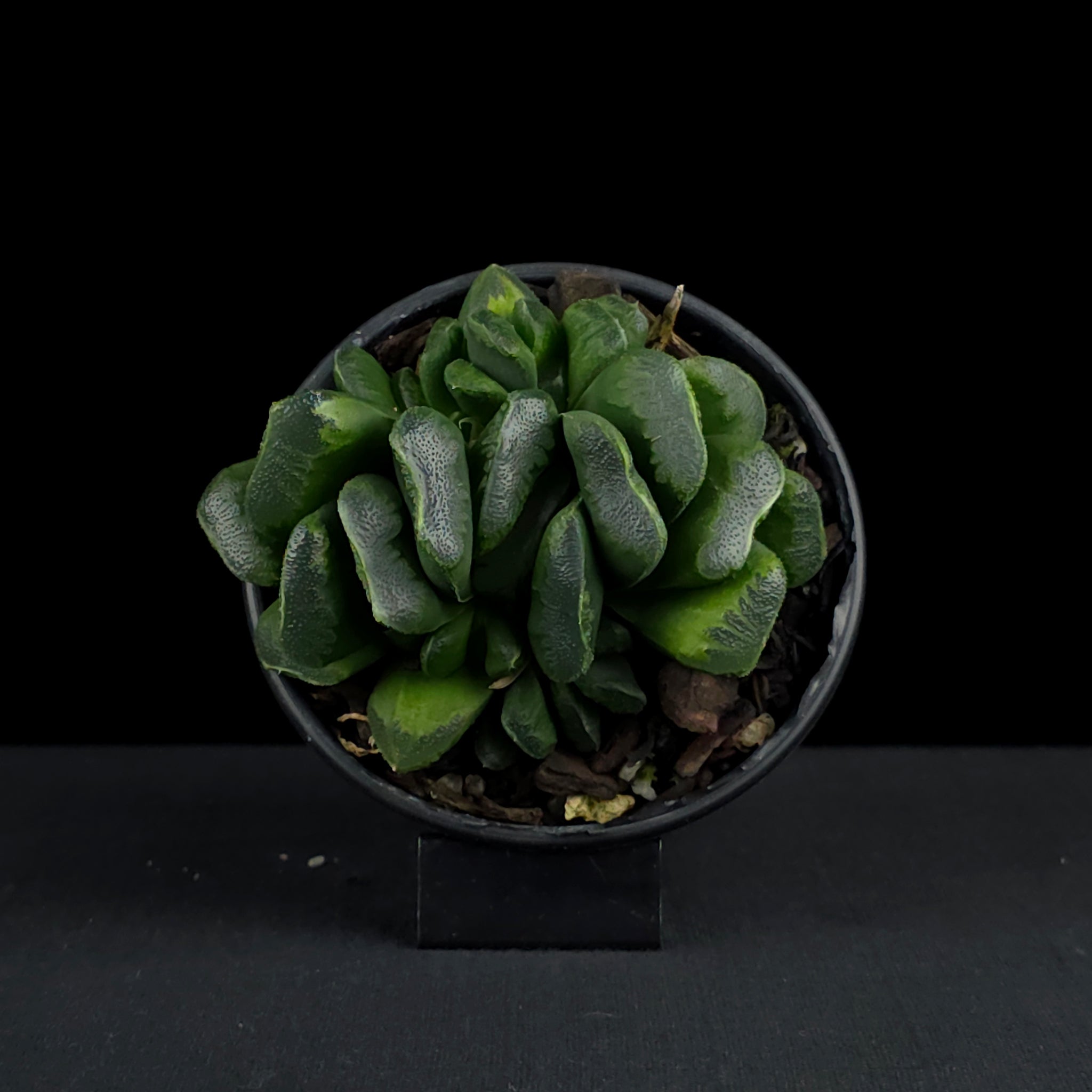 Haworthia truncata 'Seiko'