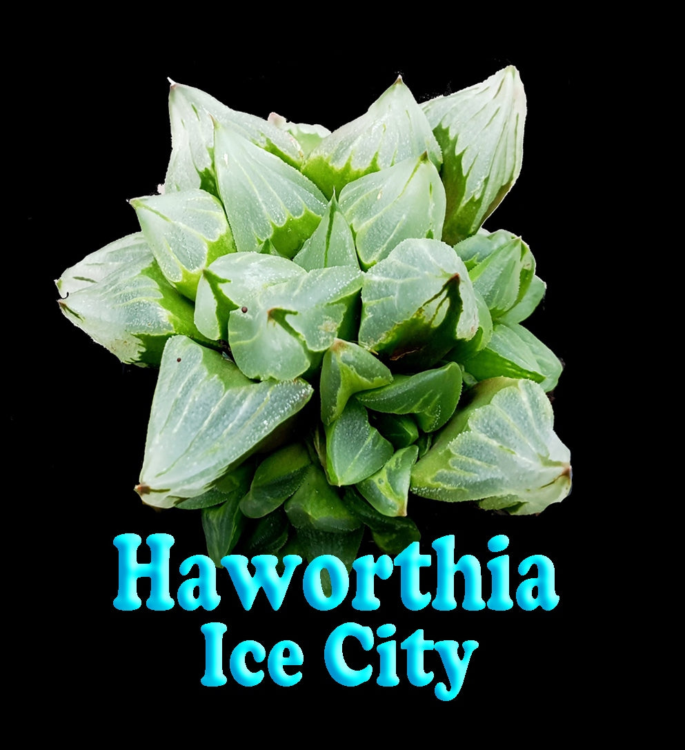 Haworthia 'Ice City'