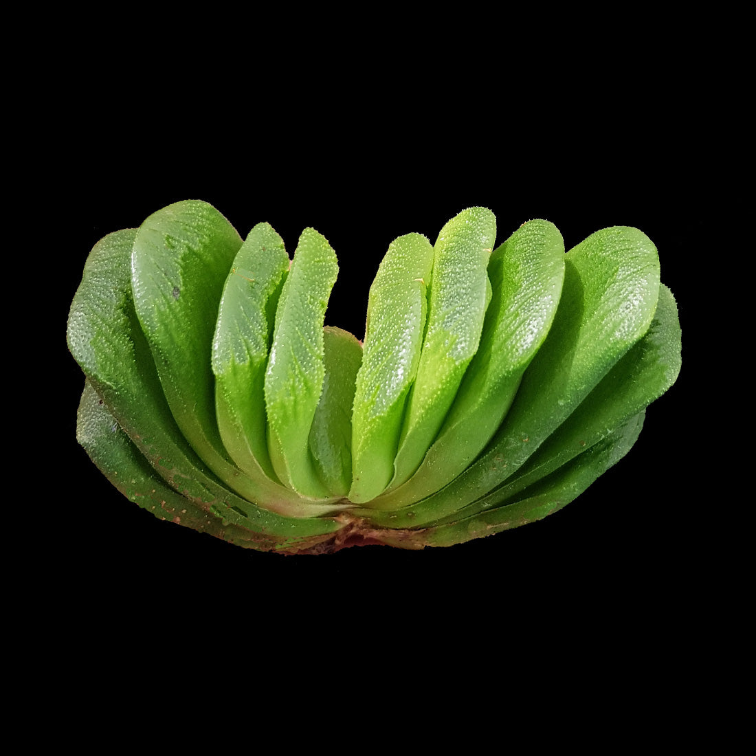 Haworthia truncata 'Lime Green'