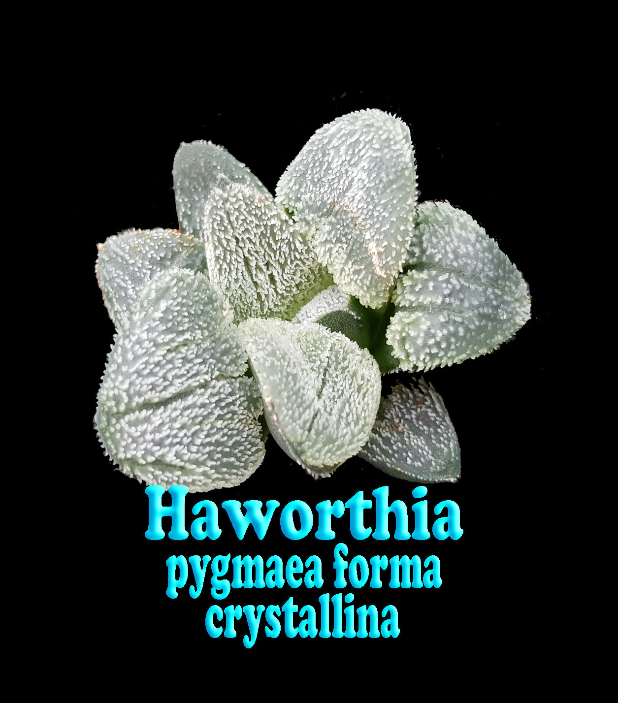 Haworthia pygmaea f. crystallina